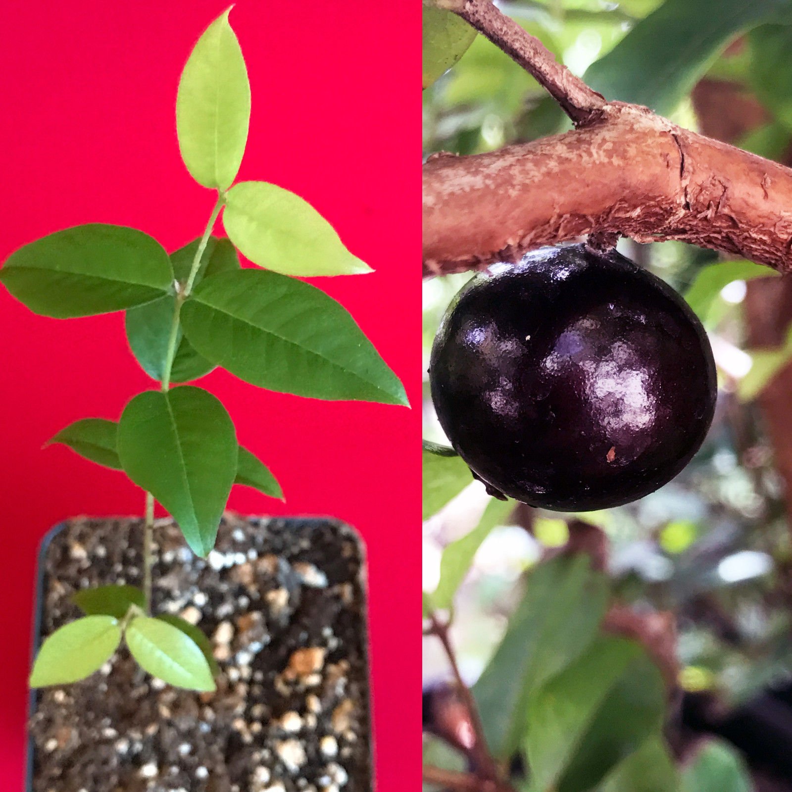 White Jaboticaba (Plinia Aureana) Tree Seedling - Brazilian Grape Fruit Tree, Large Leaf, Potted Plant
