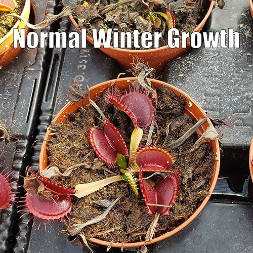 Miniatura 2 de Venus Flytrap 'B52' planta carnívora, Dionaea muscipula, llegada en vivo, planta adulta, maceta de 3" - Predatory Plants