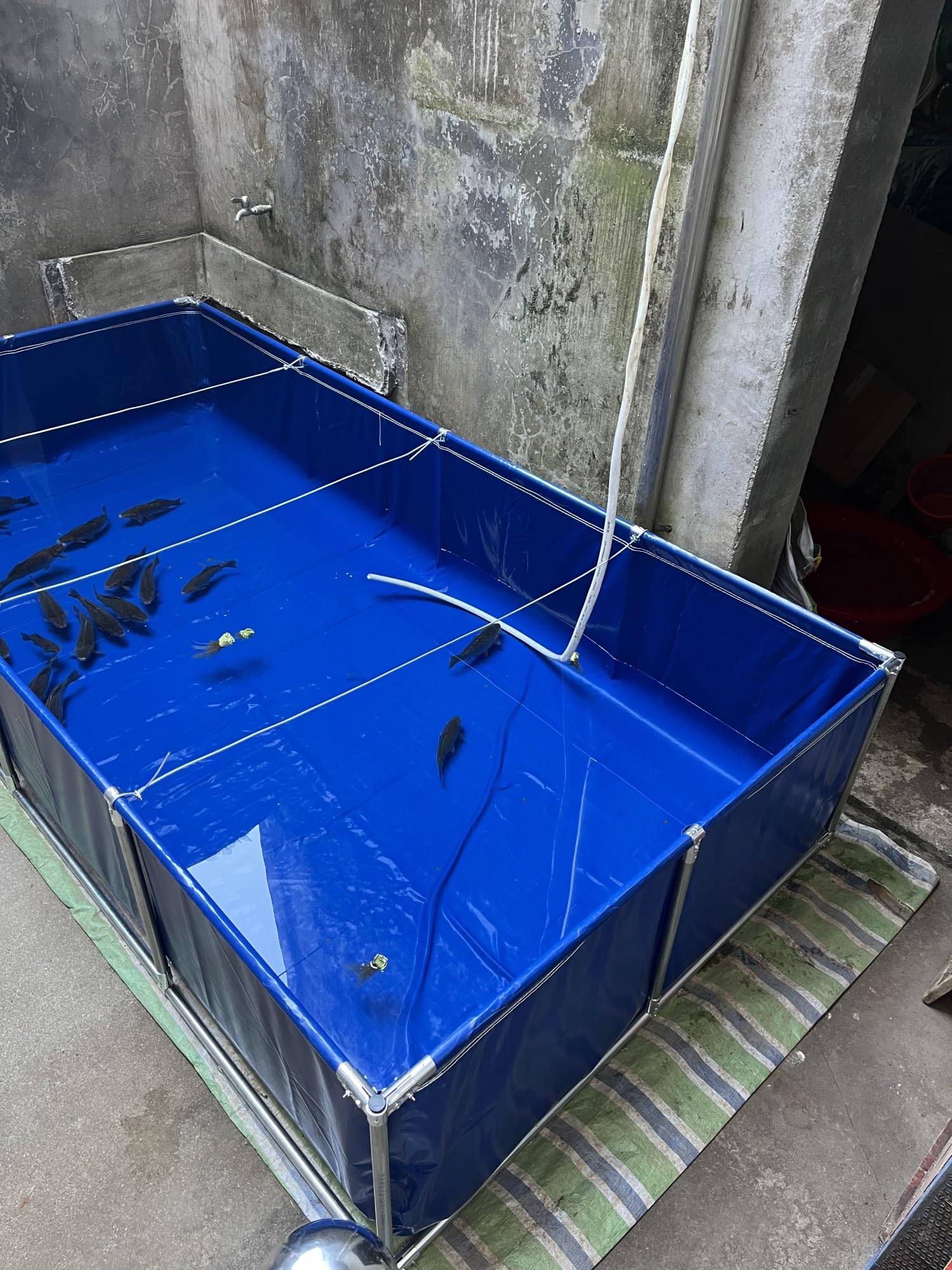 Laghetto per Carpe Koi in PVC di Alta qualità da 1050 Litri - Piscina Fuori Terra Pieghevole con Supporto in Acciaio, Adatta per acquacoltura e Nuoto Domestico, Serbatoio dell'Acqua 1,5x1x0,
