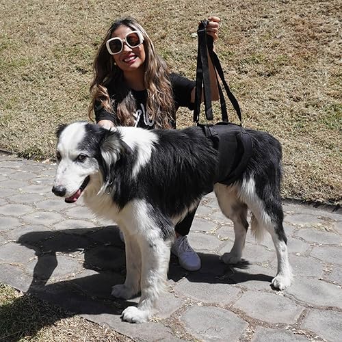 Miniatura 6 de Arnés canino para perro con soporte para patas traseras, cadera y rodillera, arnés para ayudar a levantar la ayuda trasera de los perros y el viejo