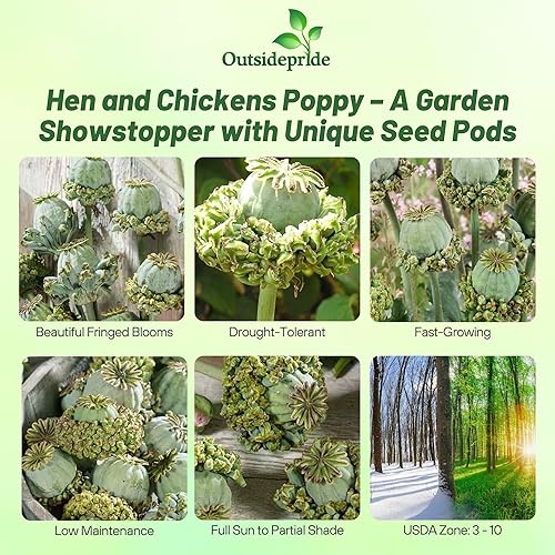 Miniatura 2 de Outsidepride Semillas de amapola de gallina y pollos para plantar, 10,000 piezas anuales, tolerantes a la sequía y fáciles de cultivar semillas de