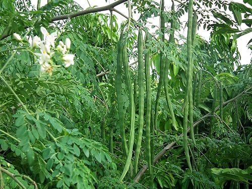 Miniatura 7 de Moringa orgánica en polvo, 2 libras, rica en hoja, sin OMG, molida de Moringa Oleifera, cruda, seca al sol, vegana, a granel, ideal para bebidas,