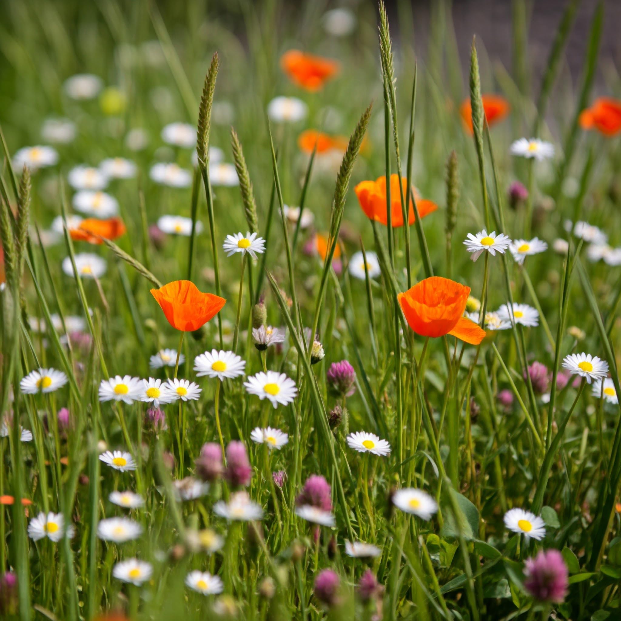 Ferry-Morse Flowering Grass Alternative Seed Mix, 400,000+, 1 lb