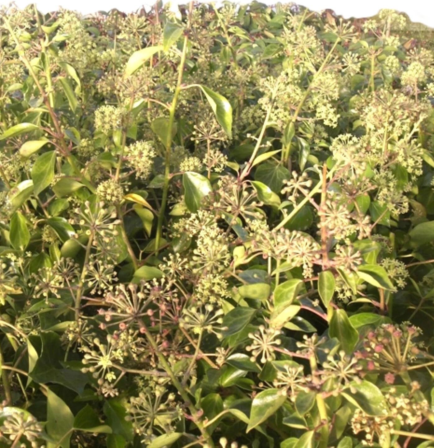 Immergrüner Efeu - Strauch Hedera helix 'Arborescens' 80-100 cm winterhart Freilandaufzucht