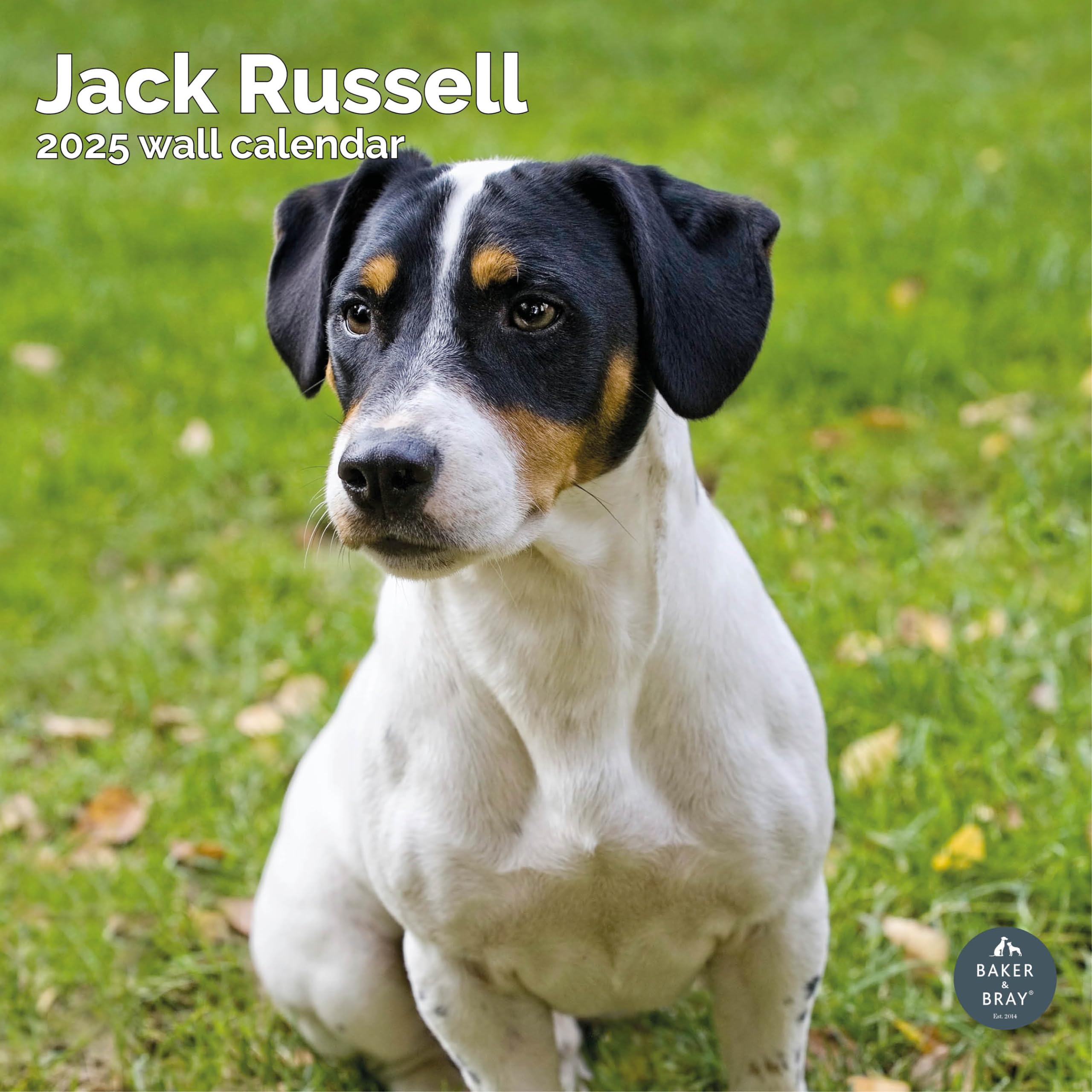 Baker and Bray Jack Russell Calendar 2025, Large Square Wall Calendar, 16 Month, Jack Russell Gift Dog Calendar.