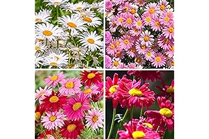 Robinson's 1000+ Premium Pyrethrum Tanacetum Chrysanthemum Seeds