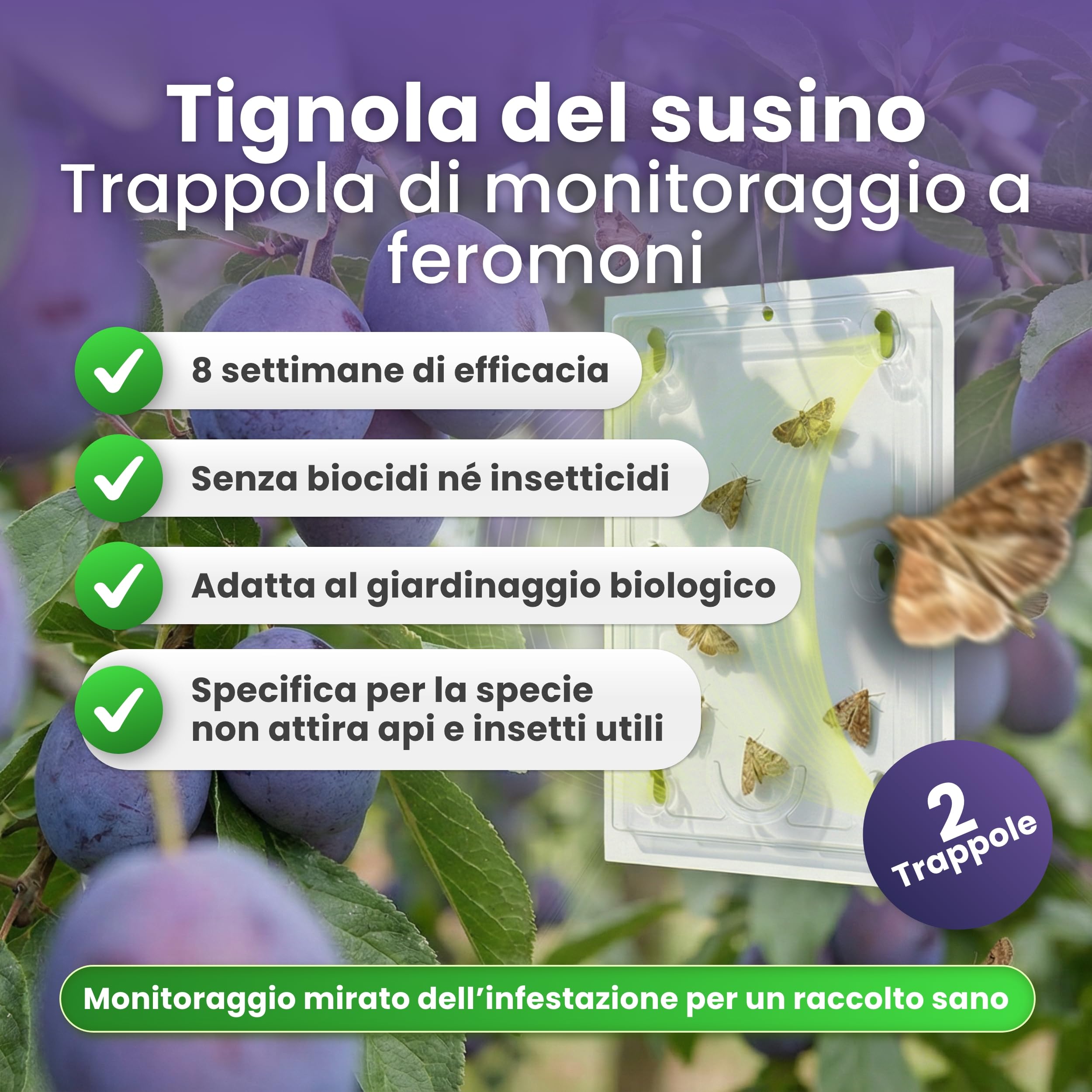 Trappola per prugne – Set di 2 trappole per prugne e alberi di prugne – Trappola per feromoni contro le mosse della frutta – Atossica e bioconforme – Combatte efficacemente l'avvolgitore
