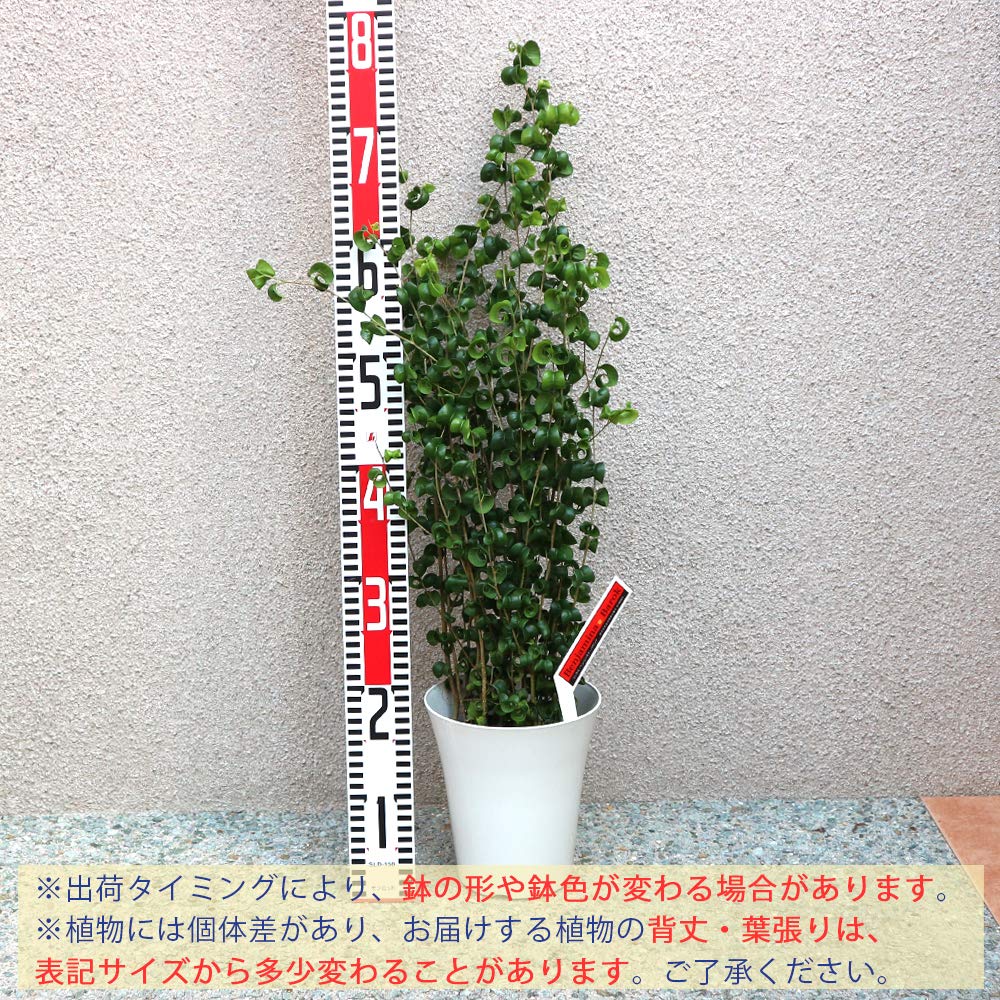 Amazon｜フィカス・ベンジャミン・バロック 観葉植物 中型 6号