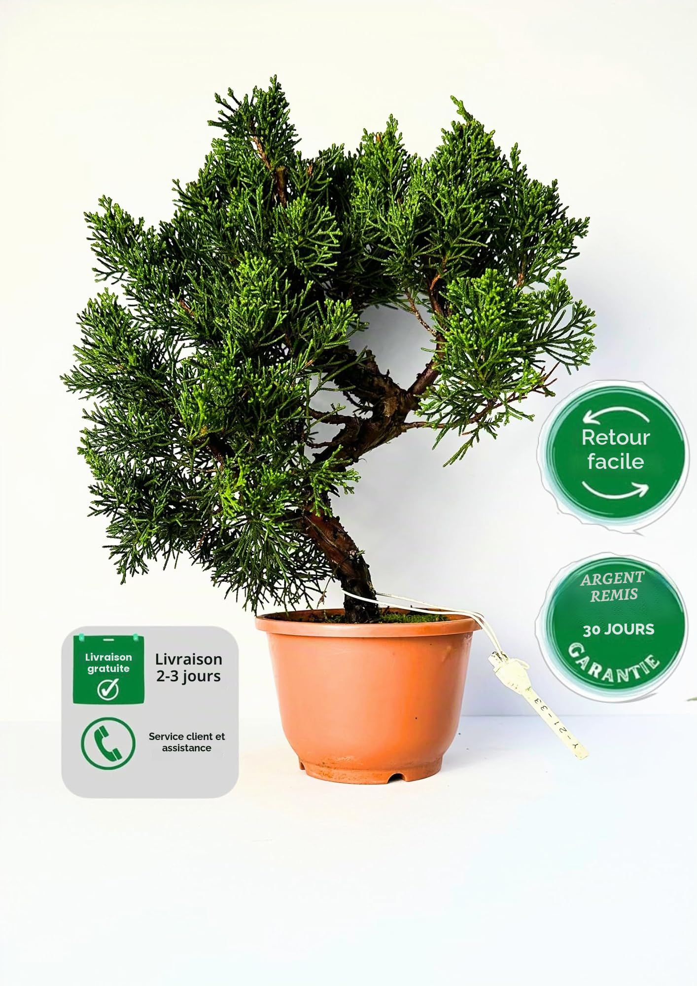 Arbre à bonsaï dans un pot en plastique - Juniper Chinis du Japon - Genévrier de Chine (bol de 12 cm, hauteur 30-35 cm)