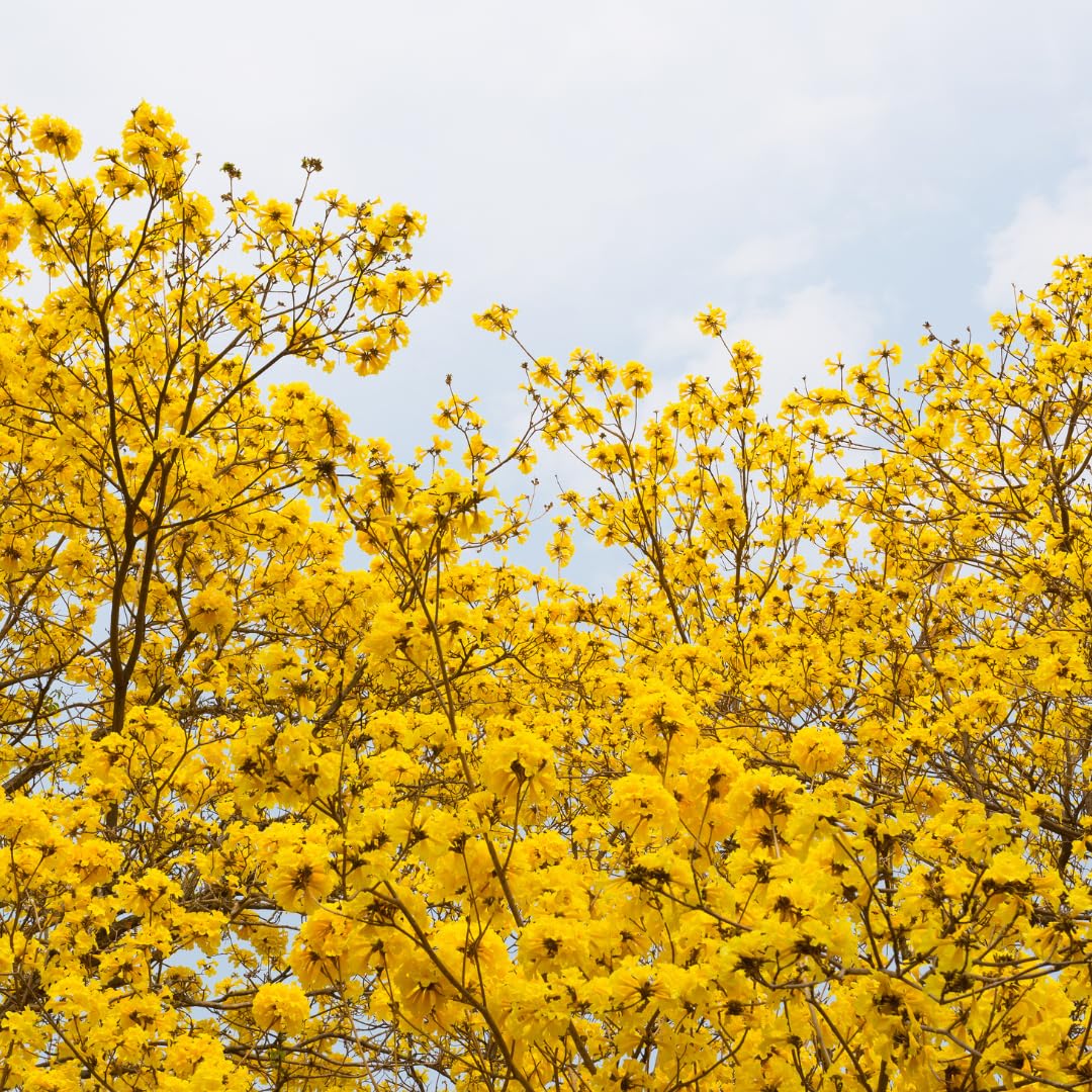 M-Tech Gardens Hybrid Golden Trumpet Tree Seeds (Tabebuia chrysotricha - 20 Seeds Pack)