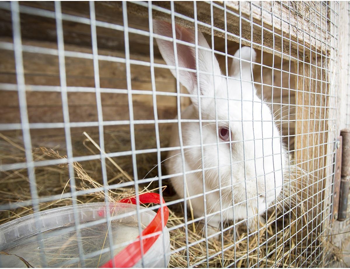 40% оƒƒ Dіѕсоunt Goplus 48'' x 50' Hardware Cloth, 1/2 inch Welded Cage Wire Galvanized Hardware Cloth Metal Mesh Chicken Netting Rabbit Fence Wire Window Exсluѕіvе Dіѕсоunt 90% Prісе Goplus 48'' x 50' Hardware Cloth, 1/2 inch Welded Cage Wire Galvanized Hardware Cloth Metal Mesh Chicken Netting Rabbit Fence Wire Window