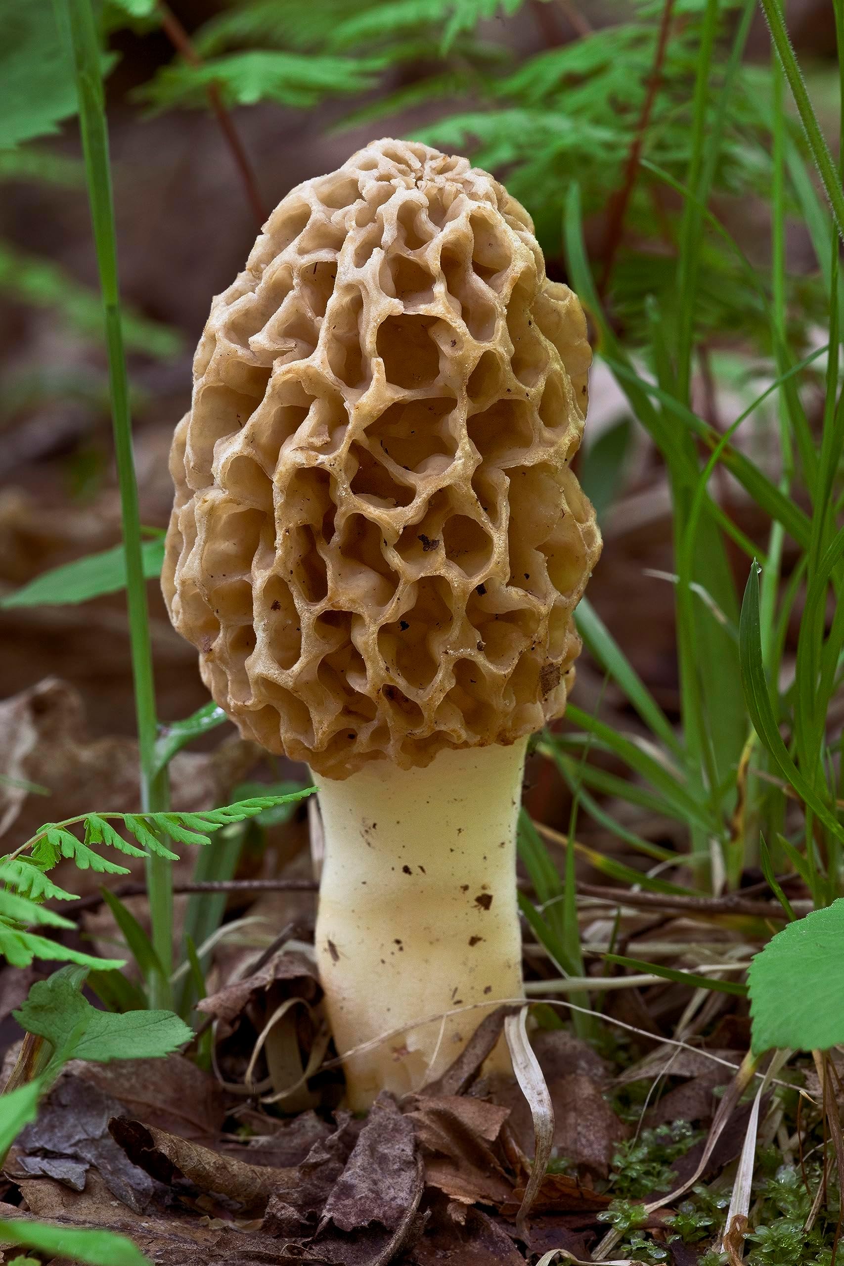 Morel Mushroom Sawdust Grow Kit - 40 Grams (Pack of 1) - Easy to Cultivate Prized Mushrooms at Home