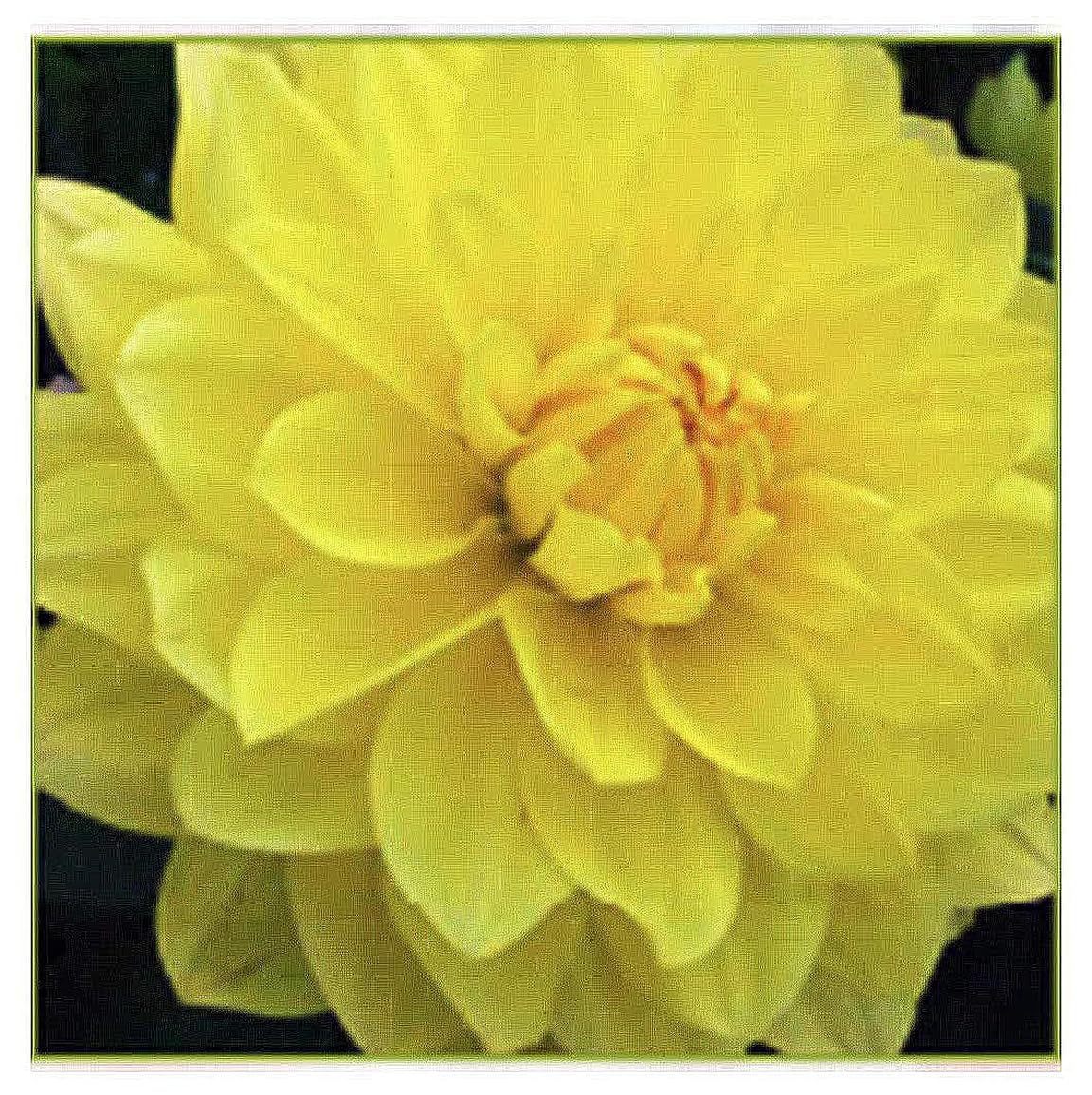 American Sun Dahlia - 5 Gallon Size Bare Root Tuber - Bright Yellow Blooms for Spring Planting 2025 - Ideal for Outdoor Gardens and Containers