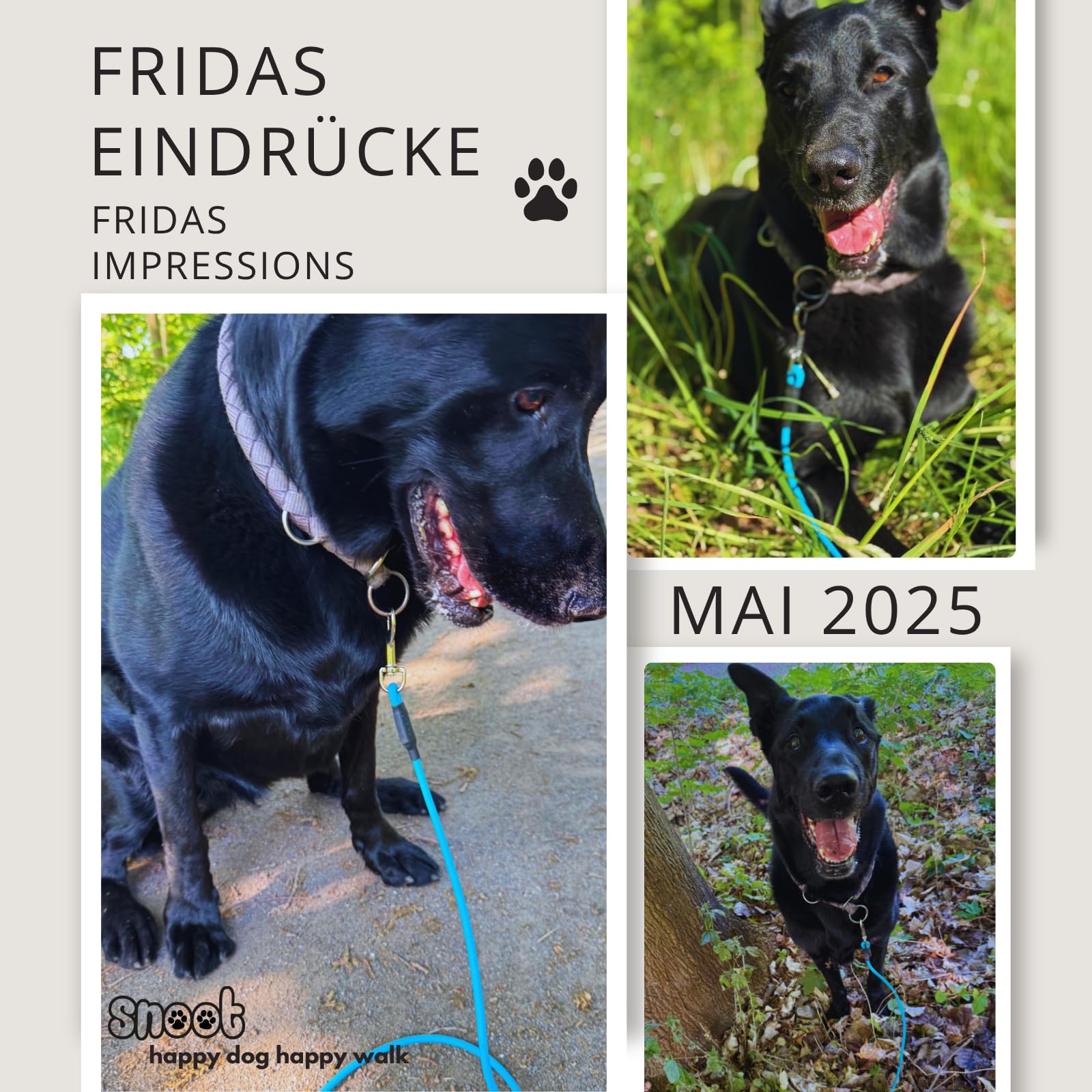 Guinzaglio da traino per cani, impermeabile, senza passante, 15 m, per allenamento a ruota libera, sicuro, blu ciano, fino a 35 kg