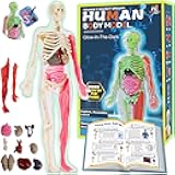 YOFUN Human Body Skeleton Model Kits for Kids,Interactive Anatomy Science Kit – Removable Muscles, Organs,Bones,STEM Educational Toys for Boys and Girls Aged 6+