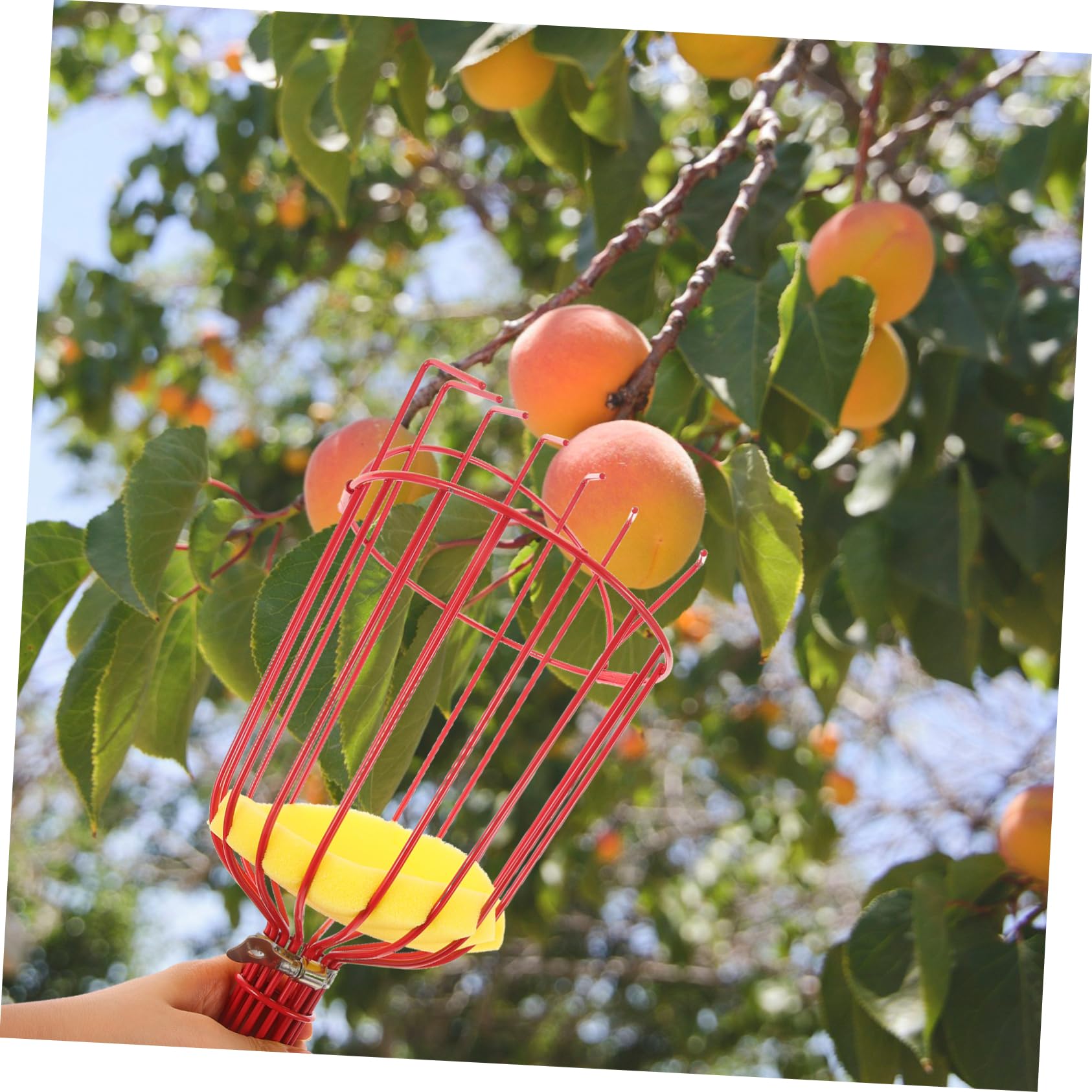 Aste E Strumenti Raccoglifrutta Professionali Raccoglitori Di Frutta Per Mele E Dispositivi Di Raccolta Frustrua Senza Scale Realizzati in Materiale Resistente E Duraturo