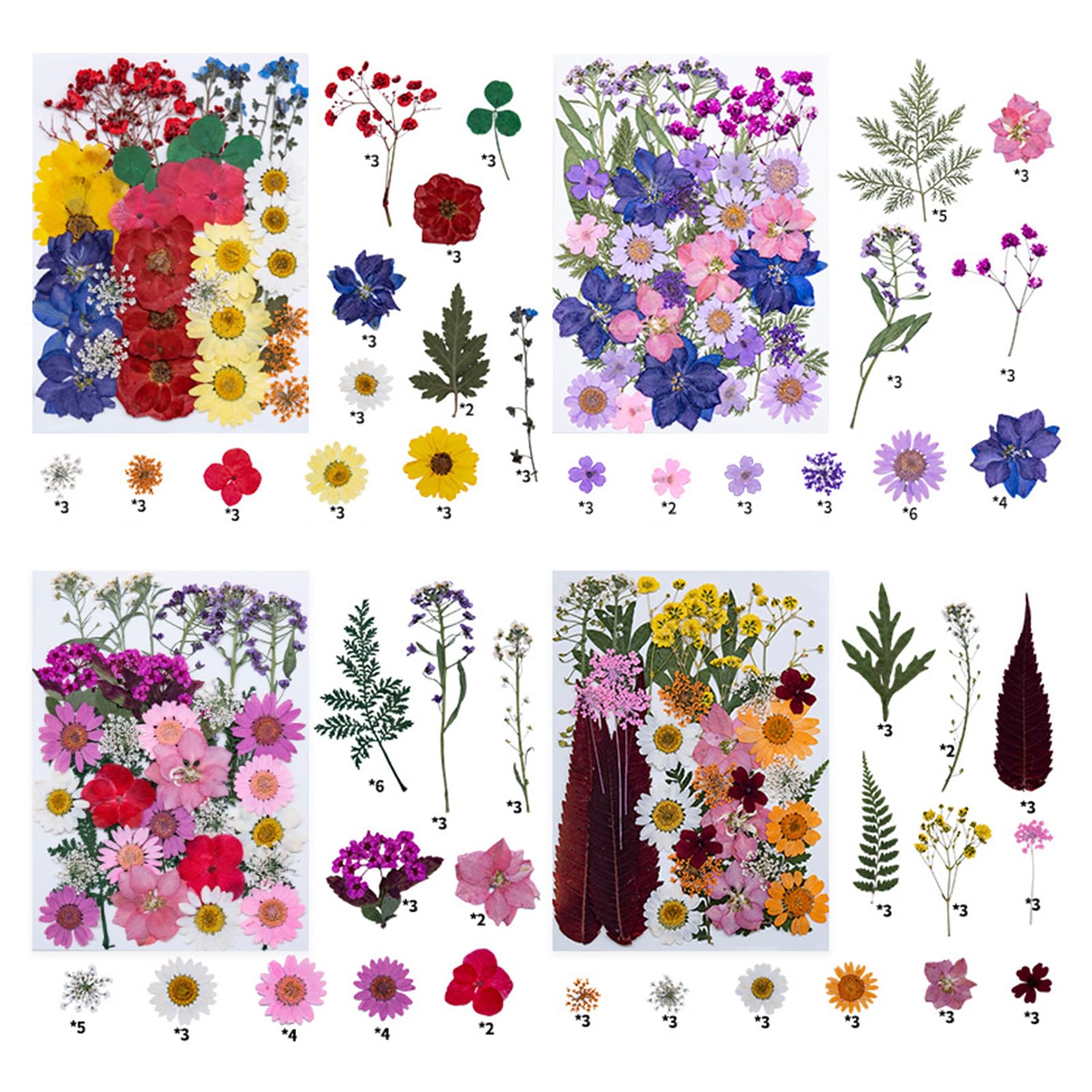Kalttoy Autumn Harvest Pressed Plant Natural Dried Flower Tool for Artistic Creation Home Decoration Projects Natural Dried Leaves