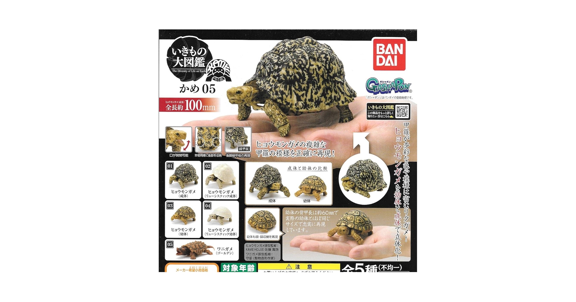 カメカメ 4580565642069-_1_1800x1800.jpg