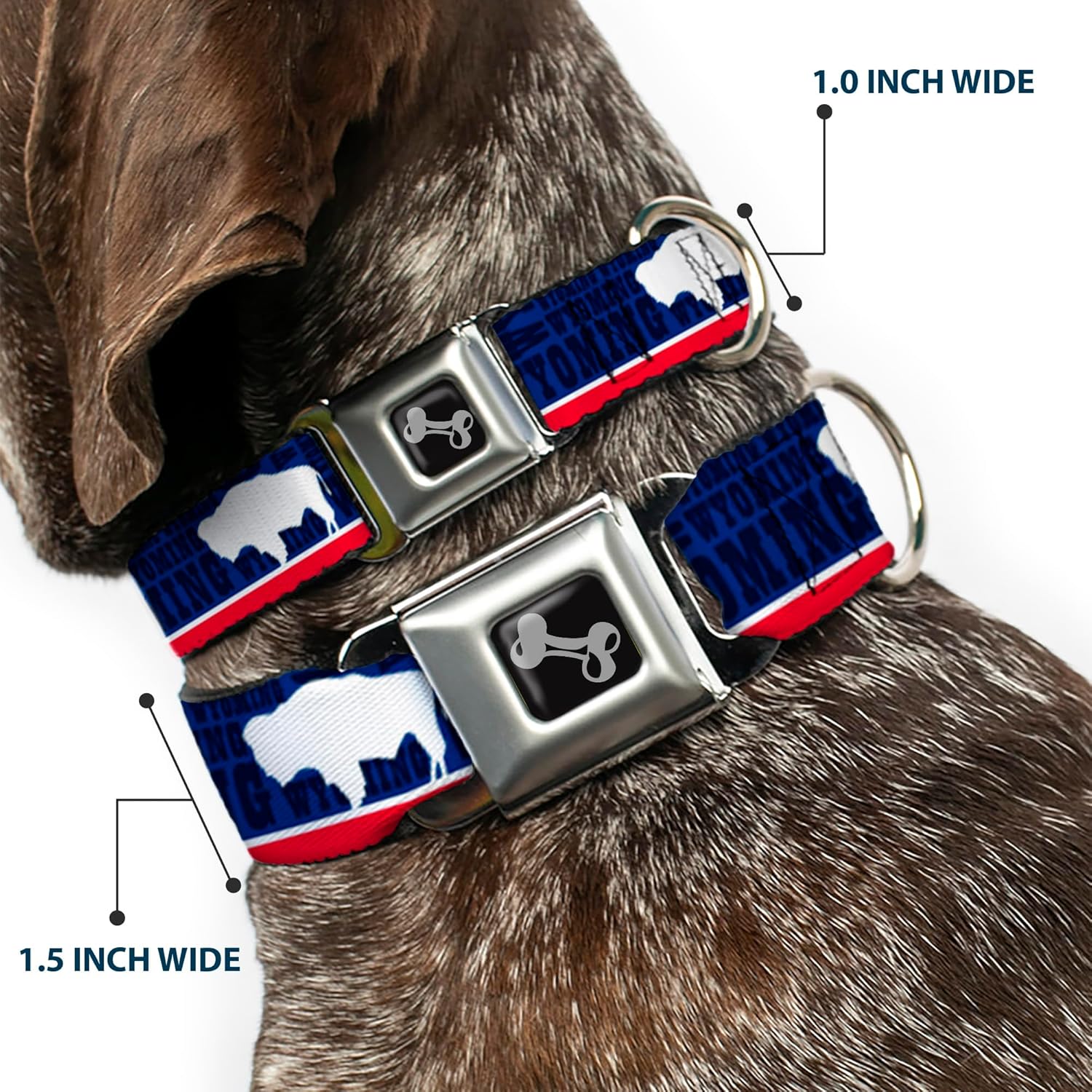 Dog Collar Seatbelt Buckle Wyoming Flags Wyoming Typography 16 to 23 Inches 1.5 Inch Wide