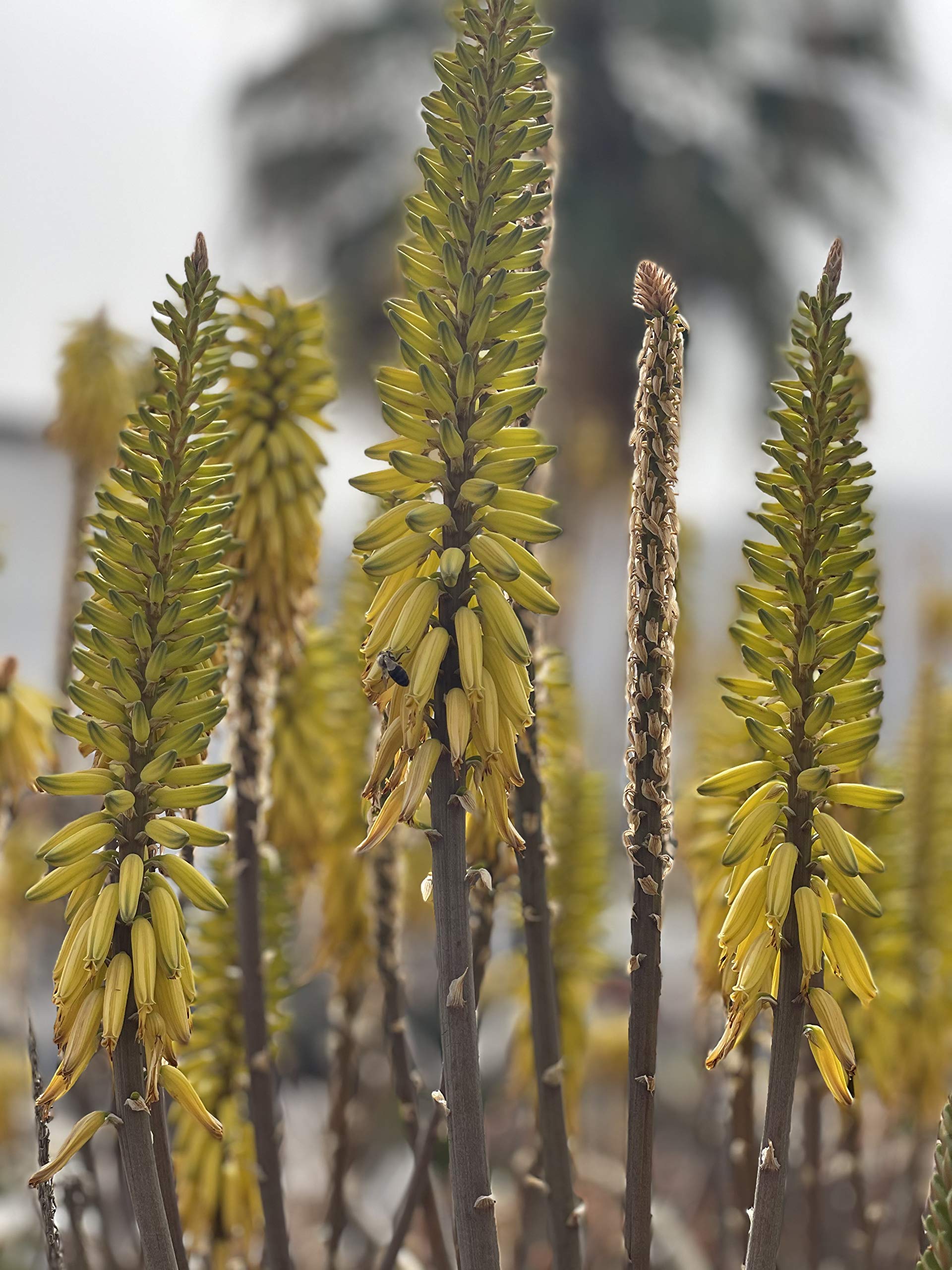 Aloe vera hojas frescas de cultivo ecológico