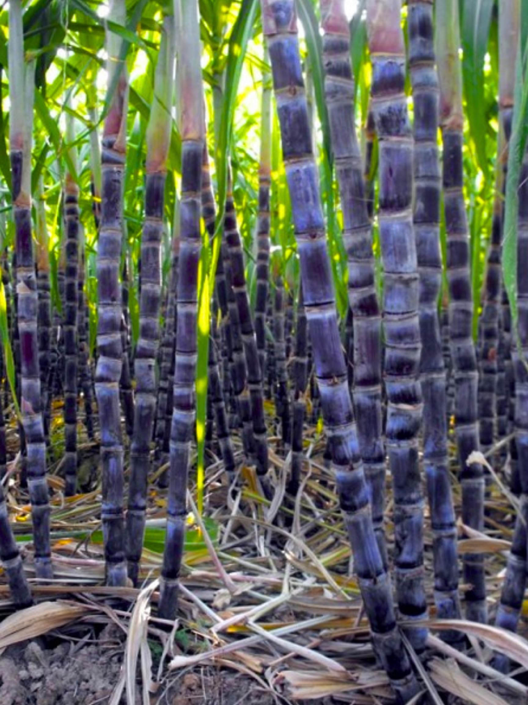 Amazon.com : 5 Sugar Cane Plants Live Rooted Cuttings, 2-3