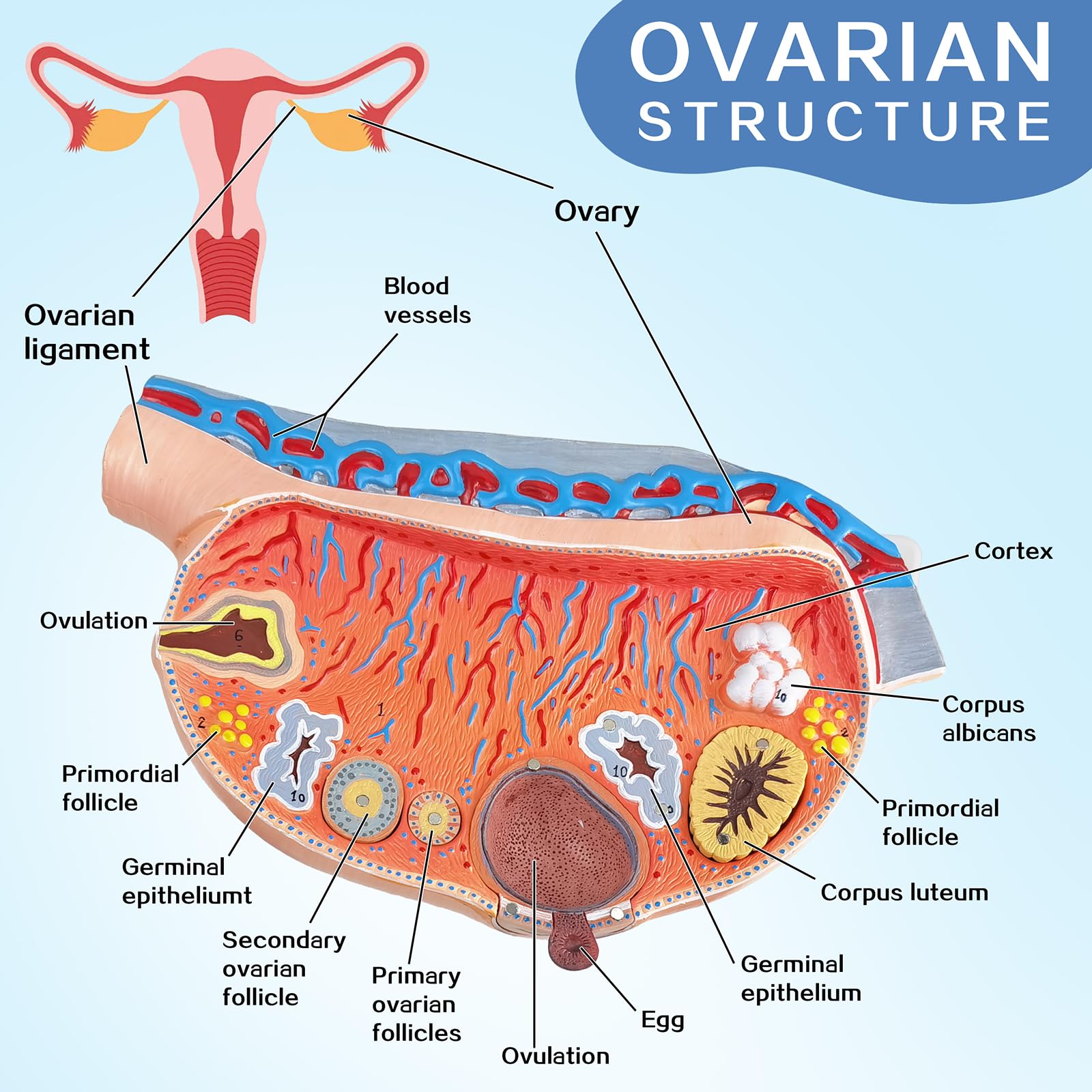 EVOTECH Human Ovary Anatomical Model, 13 Parts Female Ovarian Structure Anatomy and Follicular Development Model for Medical Teaching Learning Research Education Display