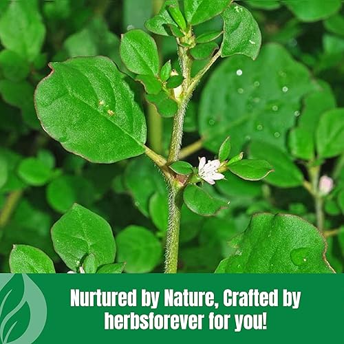 Miniatura 6 de HerbsForever Punarnava Powder  Boerhaavia Diffusa  Ayuda a mantener la función saludable del tracto urinario y el riñón  Sin OMG, orgánico, vegano