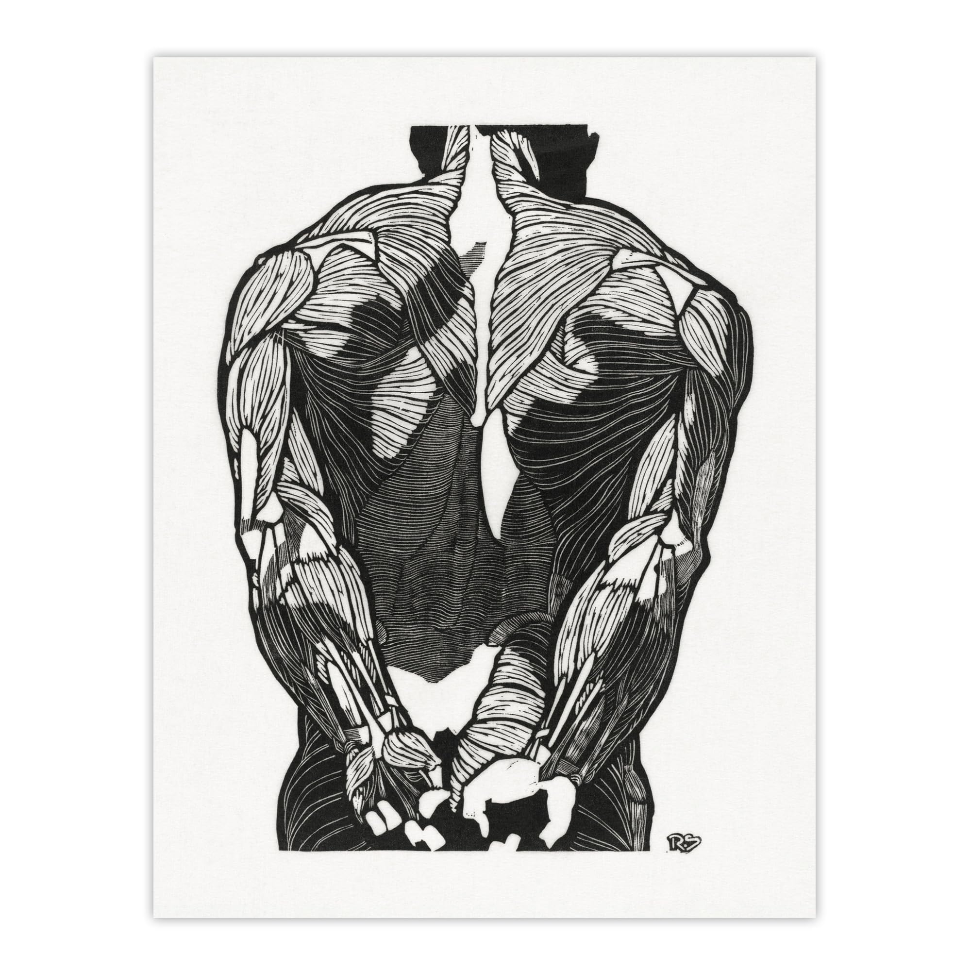 Artery8 - Wall Art Print - Anatomical Study of Man's Back Muscles - W12" x H16"