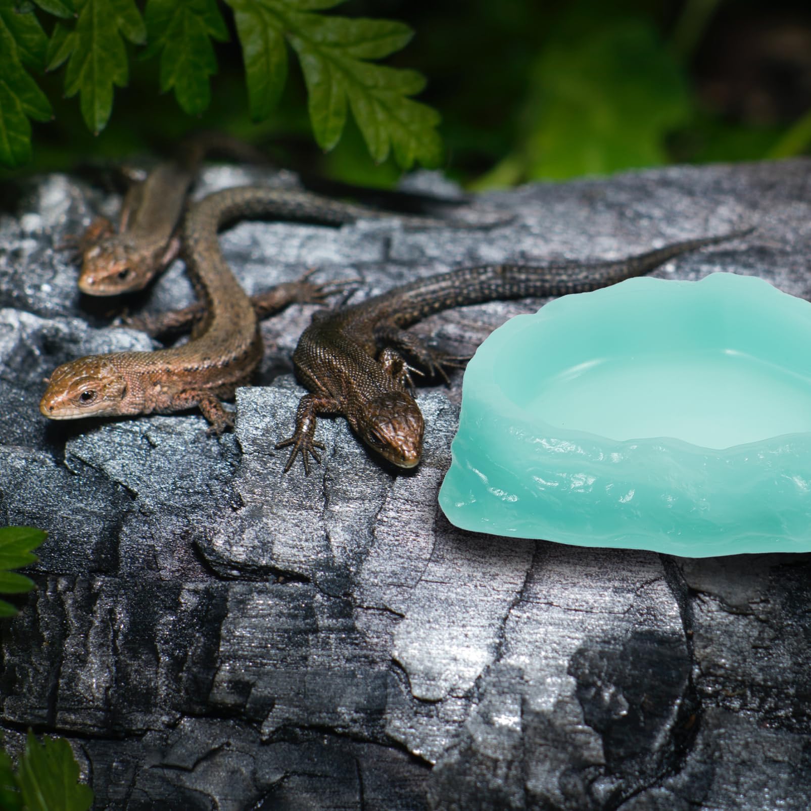 Abaodam Plato De Alimentación para Reptiles Luminiscente Comedero De para Tortugas y De Limpiar y Antideslizante para Pequeñas
