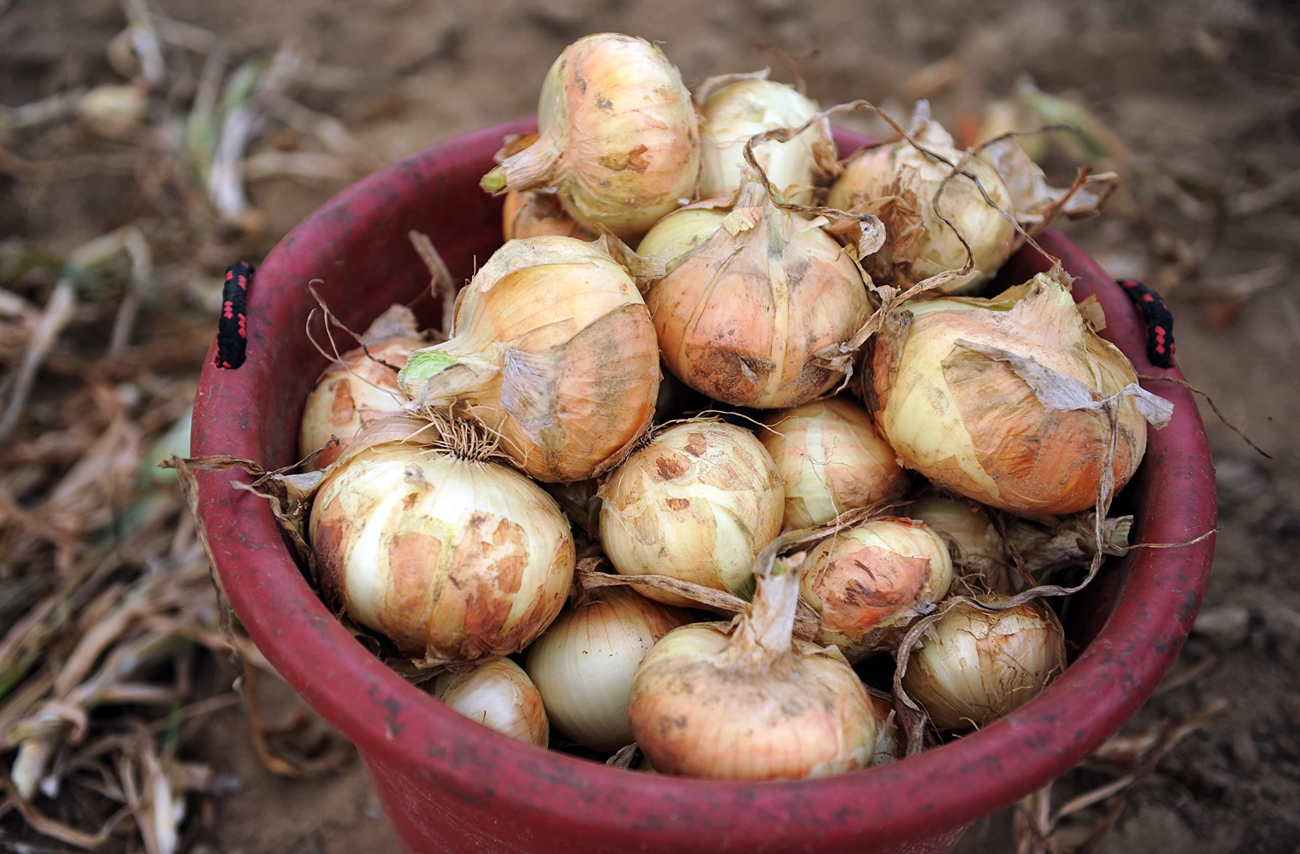 25 Super Sweet Candy Onion Sets