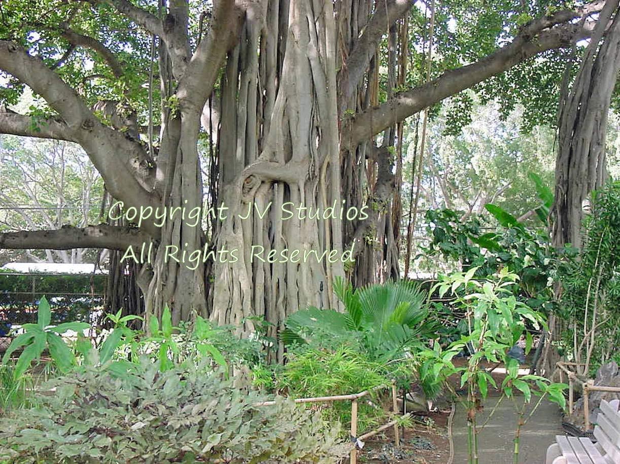 Ficus benghalensis Tree Seeds Ornamental Tropical Plant Ornamental Banyan Fig 10 Seeds with Tracking