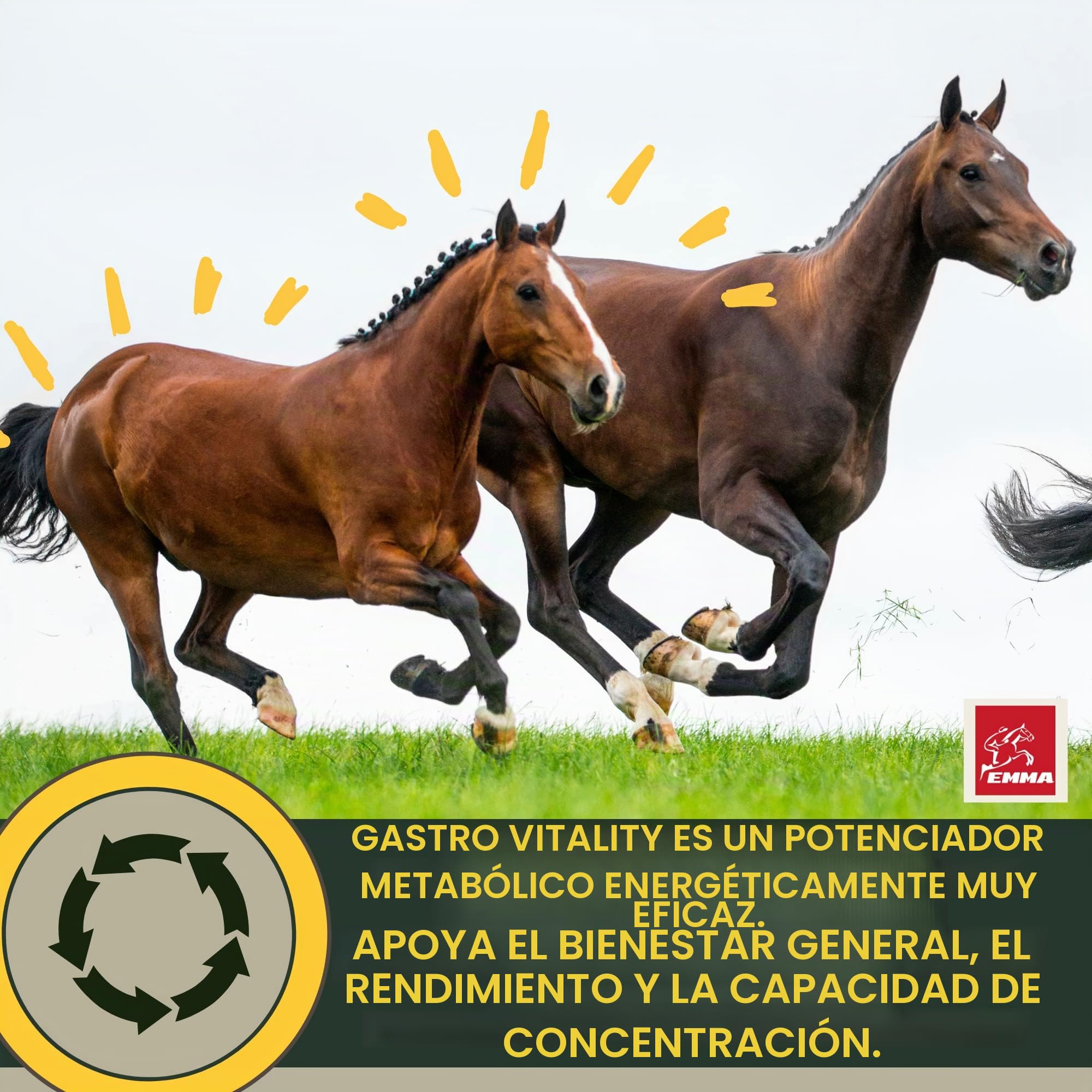 Estómago Intestino Booster Caballo - Probióticos - Levadura de Cerveza I Vitamina E Caballo Cultivos de Levadura Flora Intestinal Tracto Gastrointestinal después de Cólicos Vómitos Agua Diarrea 30ml