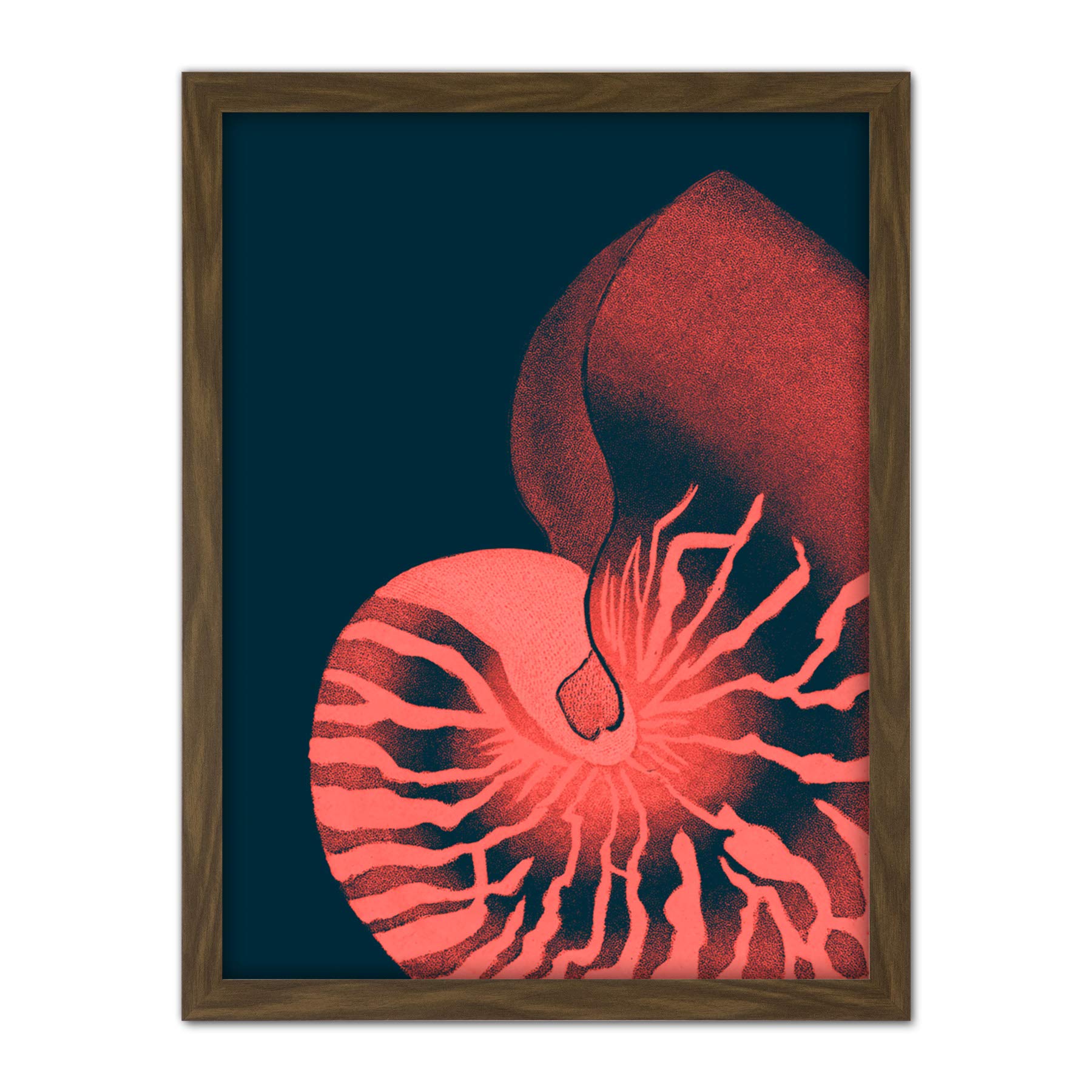 Wee Blue Coo Pink Seashell Nautilus Artwork Framed Wall Art Print 18X24 Inch