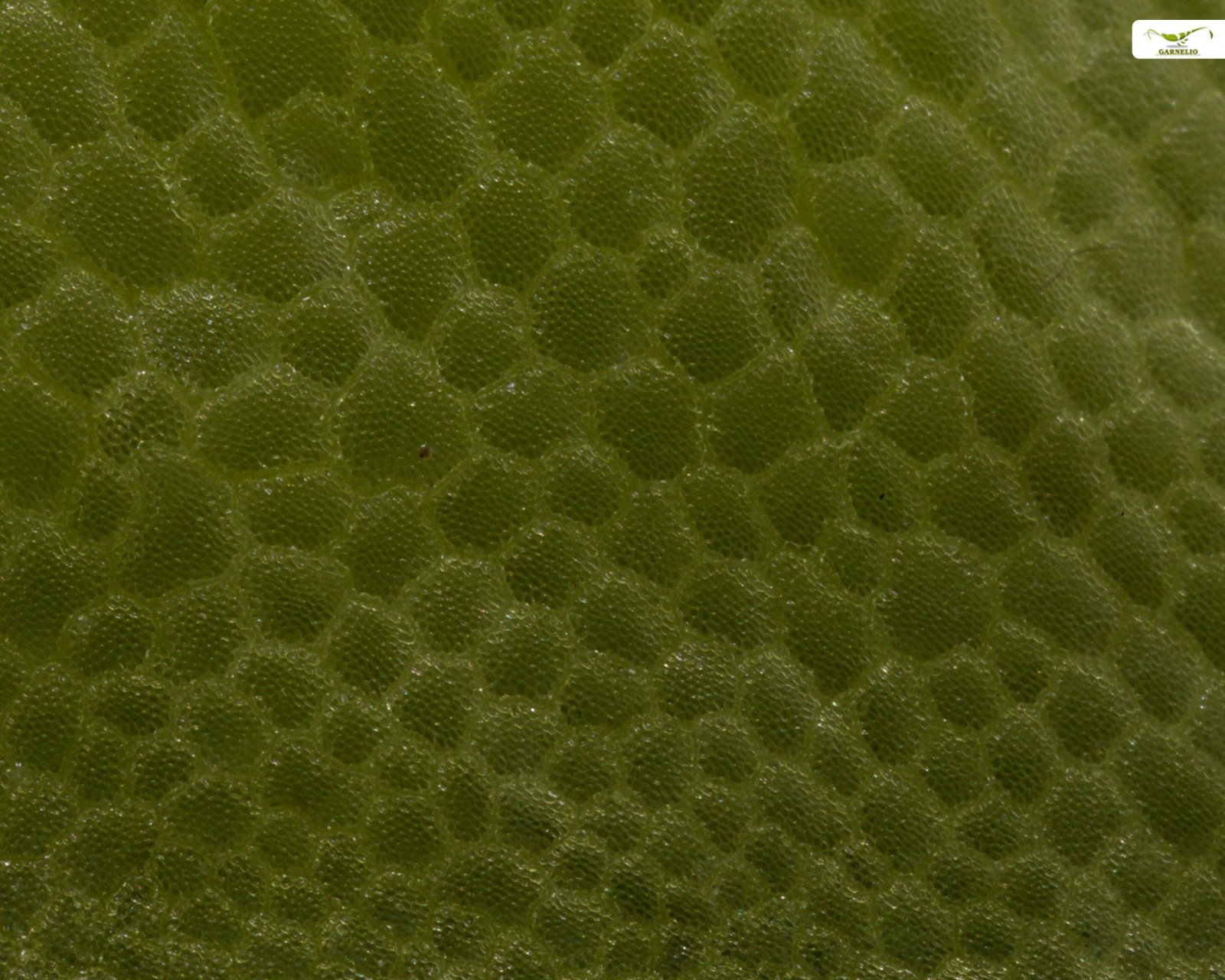 Plante flottante pour aquarium et étang - Morsure de grenouille - Limnobium laevigatum - Garnelio Portion