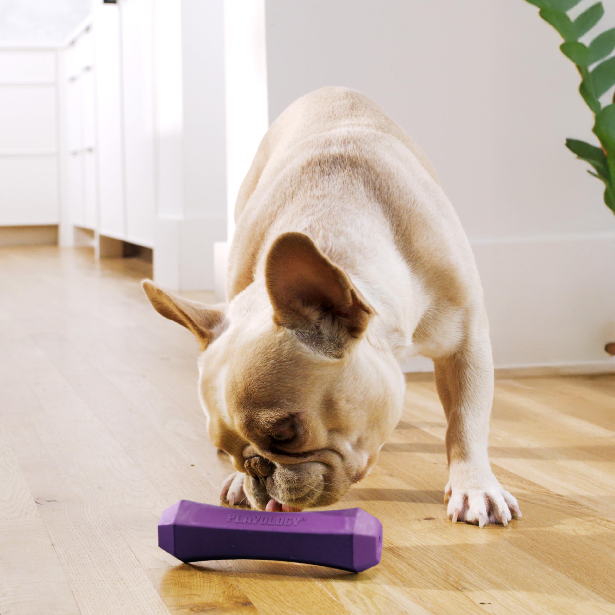 Playology Quietschendes Hundespielzeug, Apportierstab, langlebiges Gummispielzeug für interaktives Spielen, Speckduft, Apportierstab für mittelgroße Hunde, schwimmendes Hundespielzeug aus ungiftigen