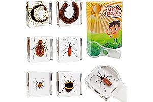 6PCS Resin Insect Specimen Set
