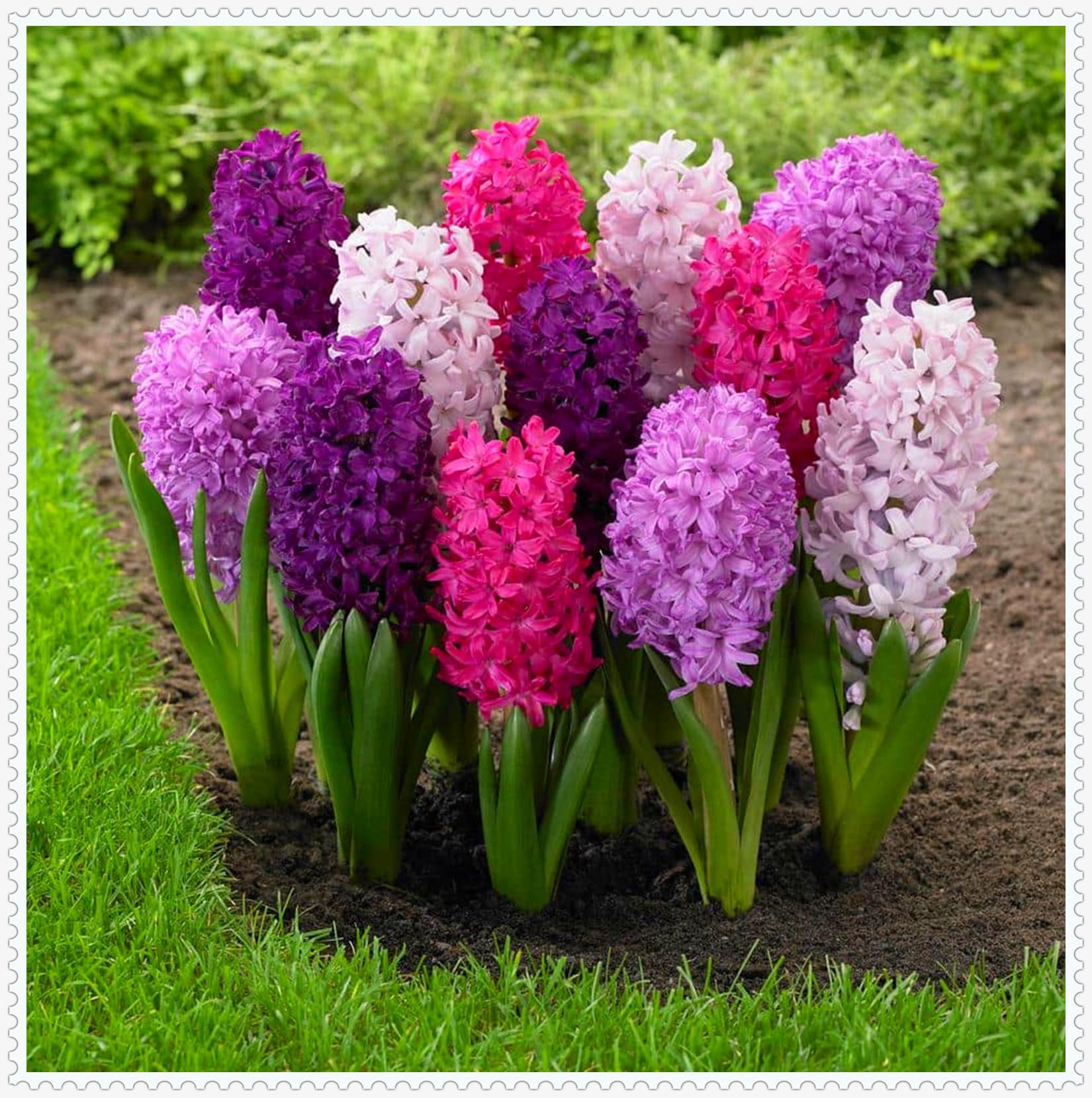 Hyazinthen Zwiebeln, Duftende Blumen, WunderschNe Blumenzwiebeln,  Winterhart Mehrjhrig, Raumdekoration,MehrjHrige, Winterharte  Pflanzenblumen,Topfpflanzen-8zwiebeln-C : Amazon.de: Garten