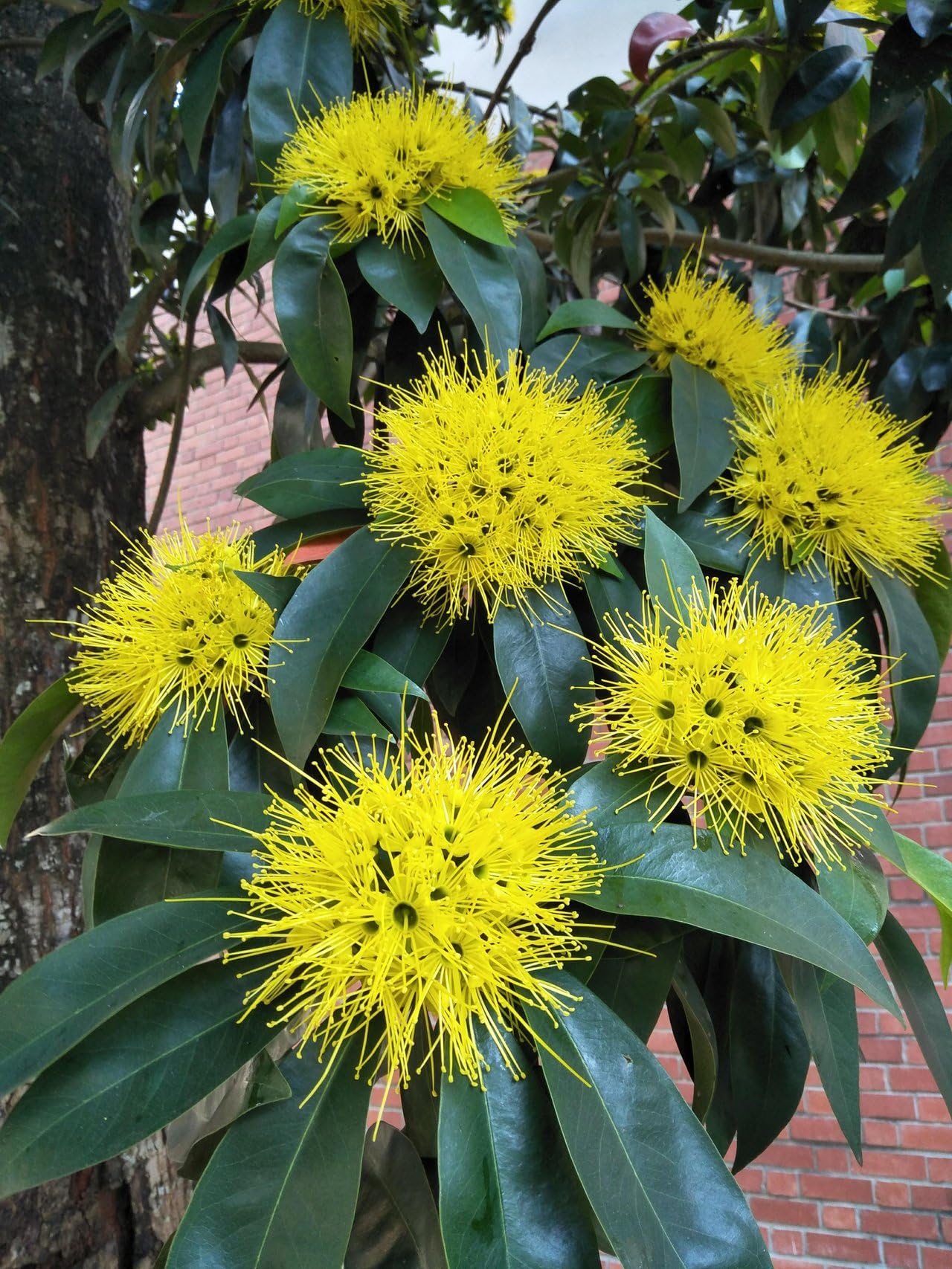 Aesthetics Conscious Yellow First Love Live Plant With Pot