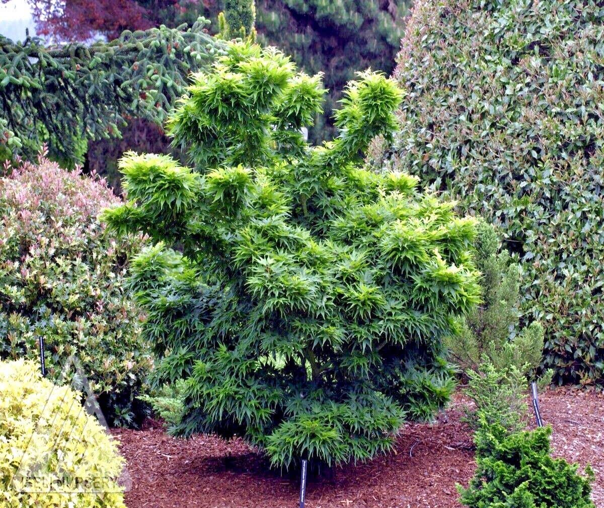 Amazon.com : 5 Seeds Dwarf Japanese Maple Tree | Mikawa yatsubusa Bonsai  Plant Seeds : Patio, Lawn & Garden