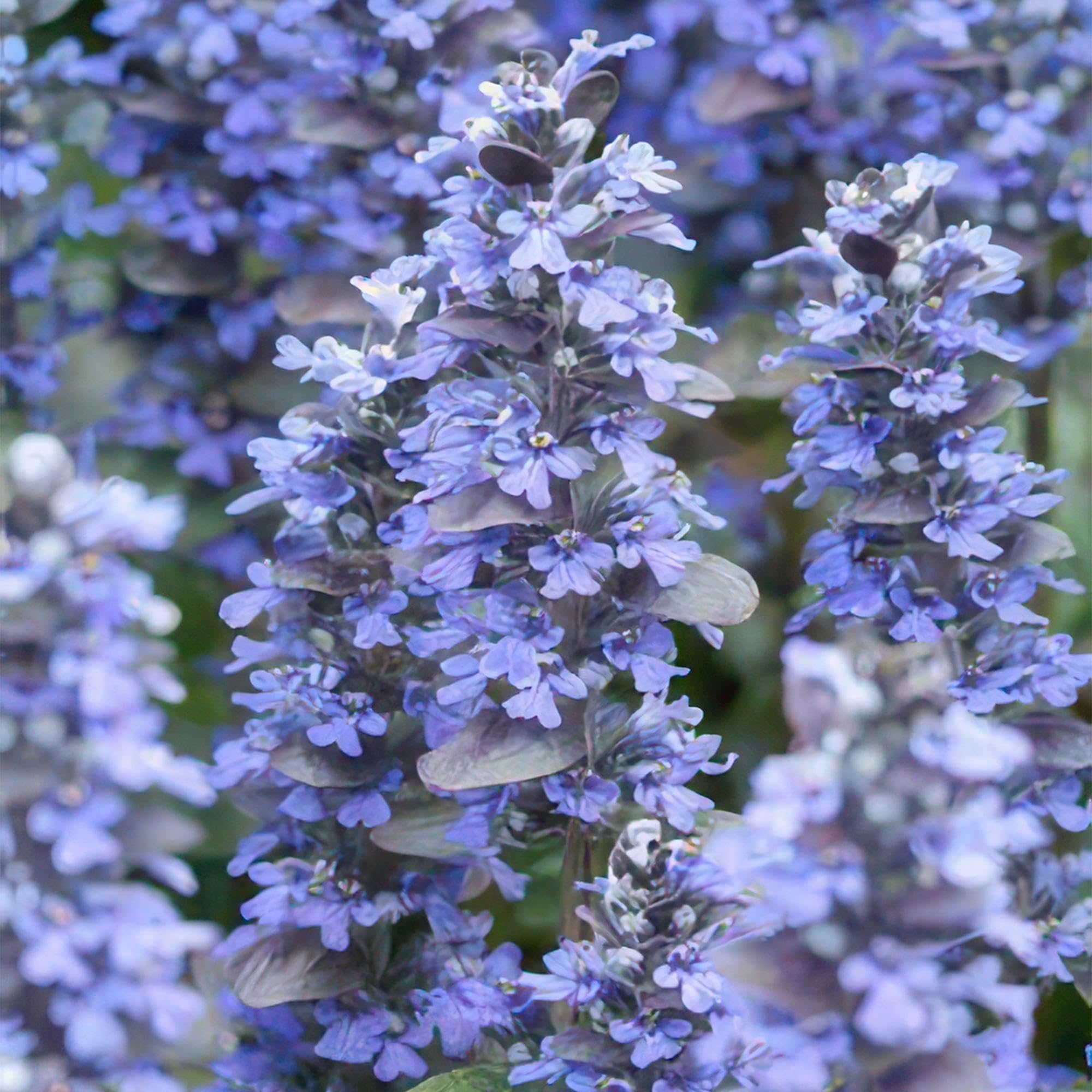 6 Piante Ajuga Reptans, Coprisuolo per Giardino, Fiori Blu, Vaso Ø9cm