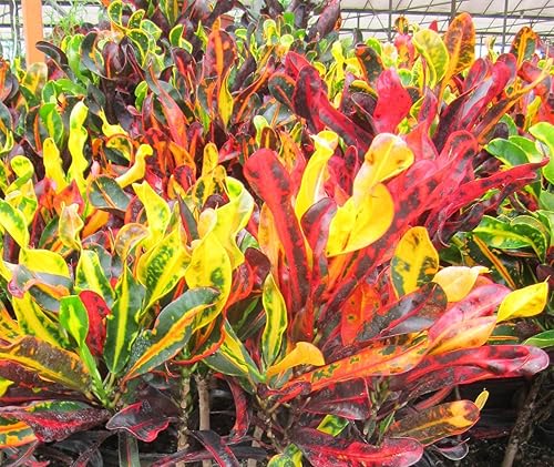 Miniatura 3 de American Plant Exchange Live Mammy Croton Plant, maceta para decoración del hogar y jardín, maceta de 10 pulgadas