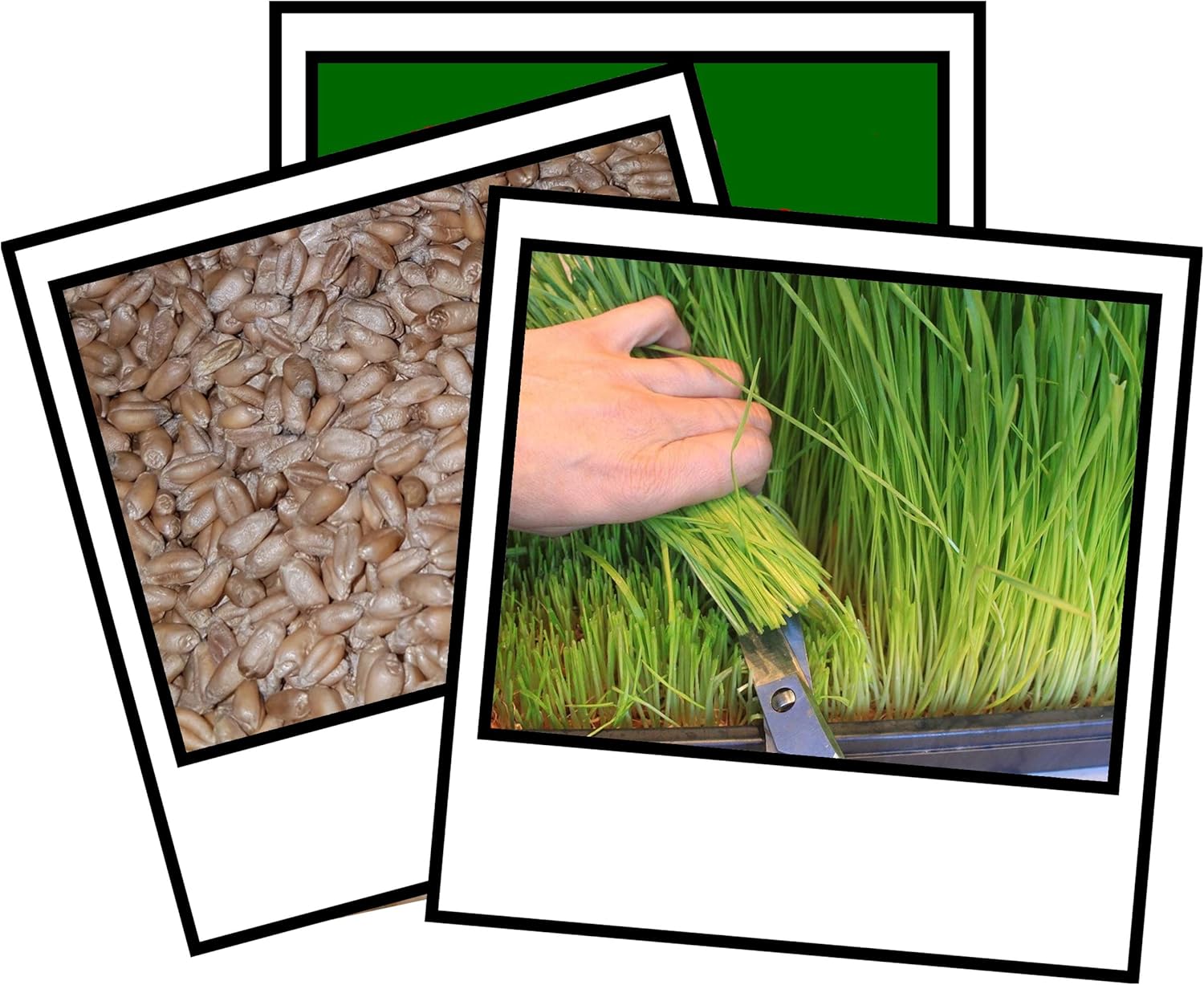1Kg Wheat Grass Seed Sprouting Juicing Sprouting Micro Seed Amazon.co