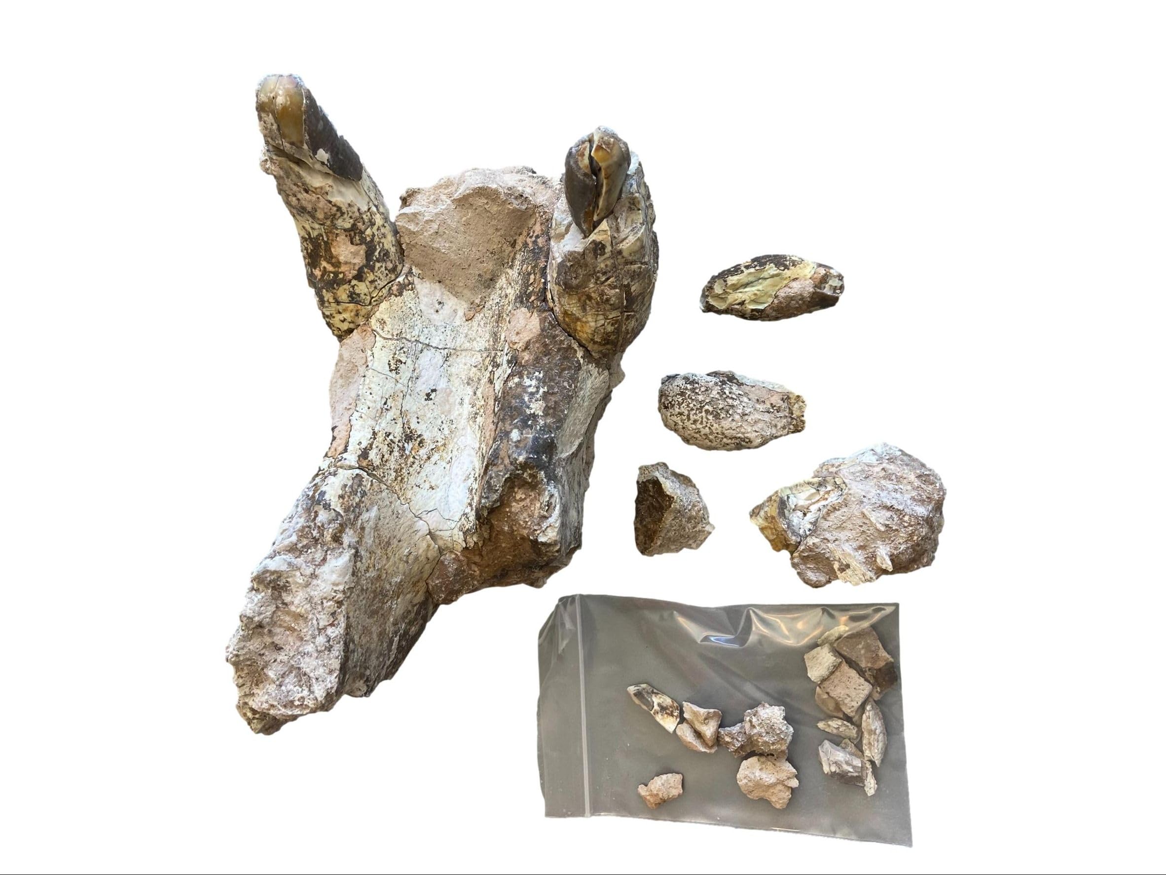 Unprepared Entelodont Lower Jaw Fossil 30 Million Yrs Old 18156