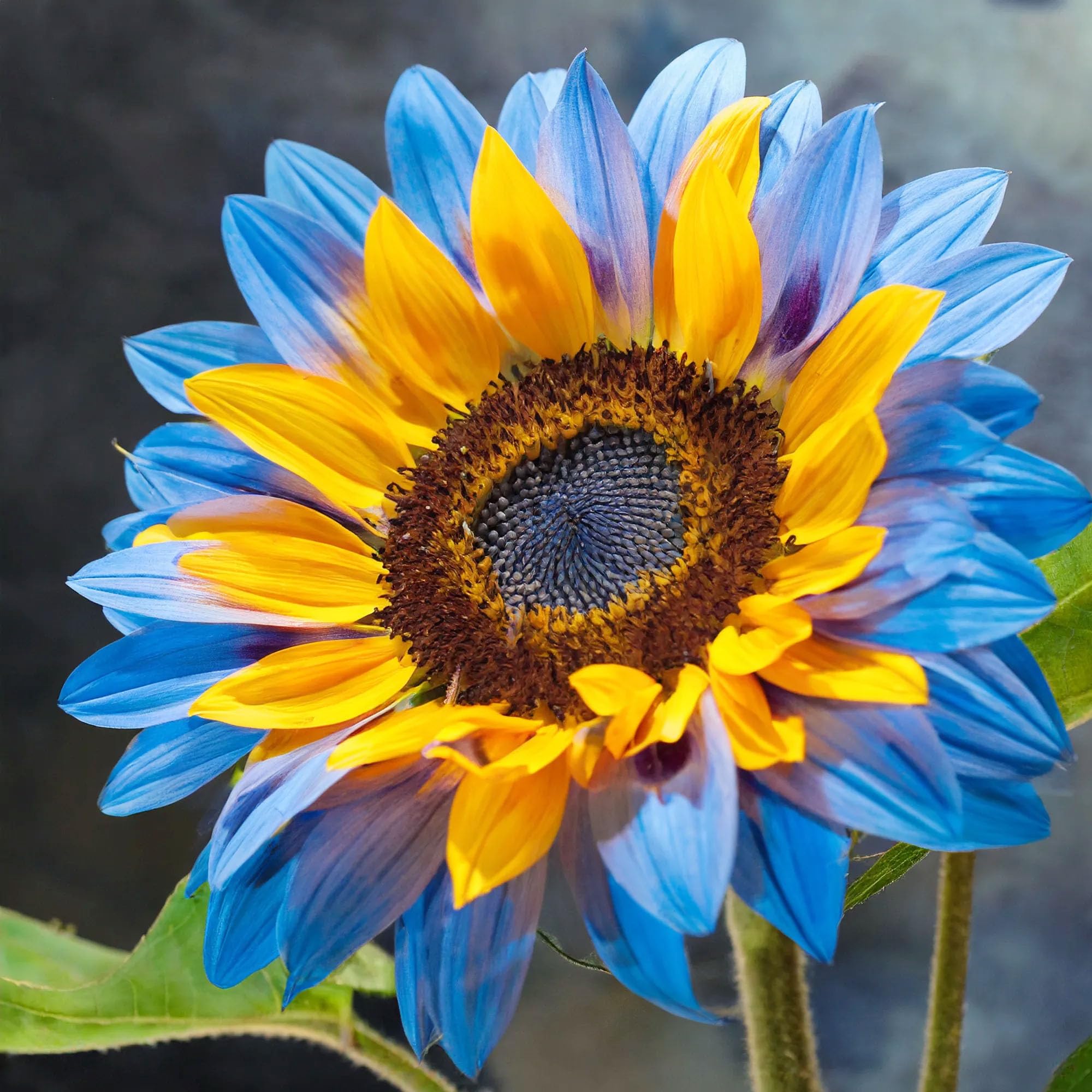 Amazon.com : 500+Mixed Sunflower Flower Seeds for Planting Outdoor