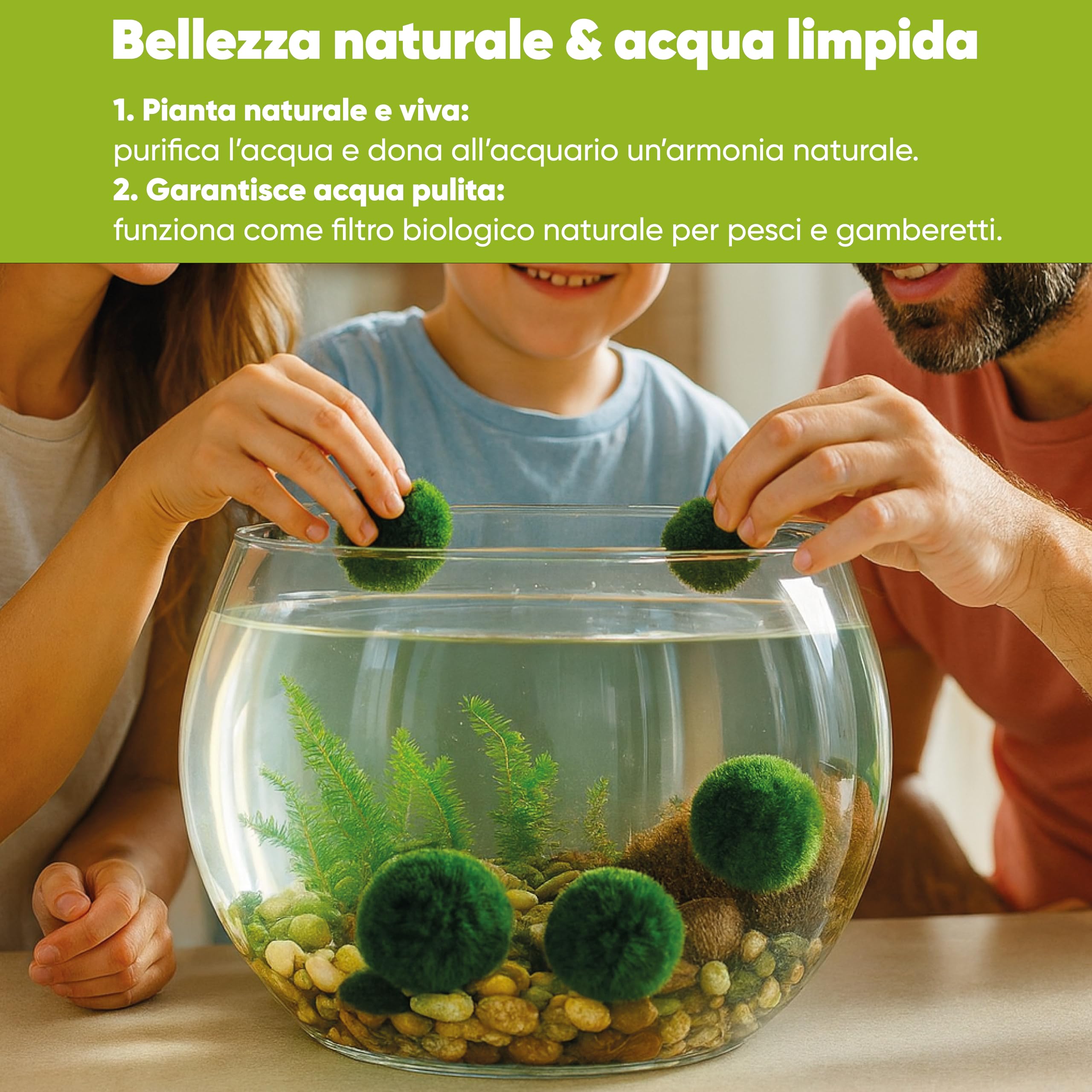 AquaBreedingSkill Set di 3 alga palla Marimo viva 4–5 cm – piante vere per acquario dolce, pianta acquario vera naturale, marimo alga regalo