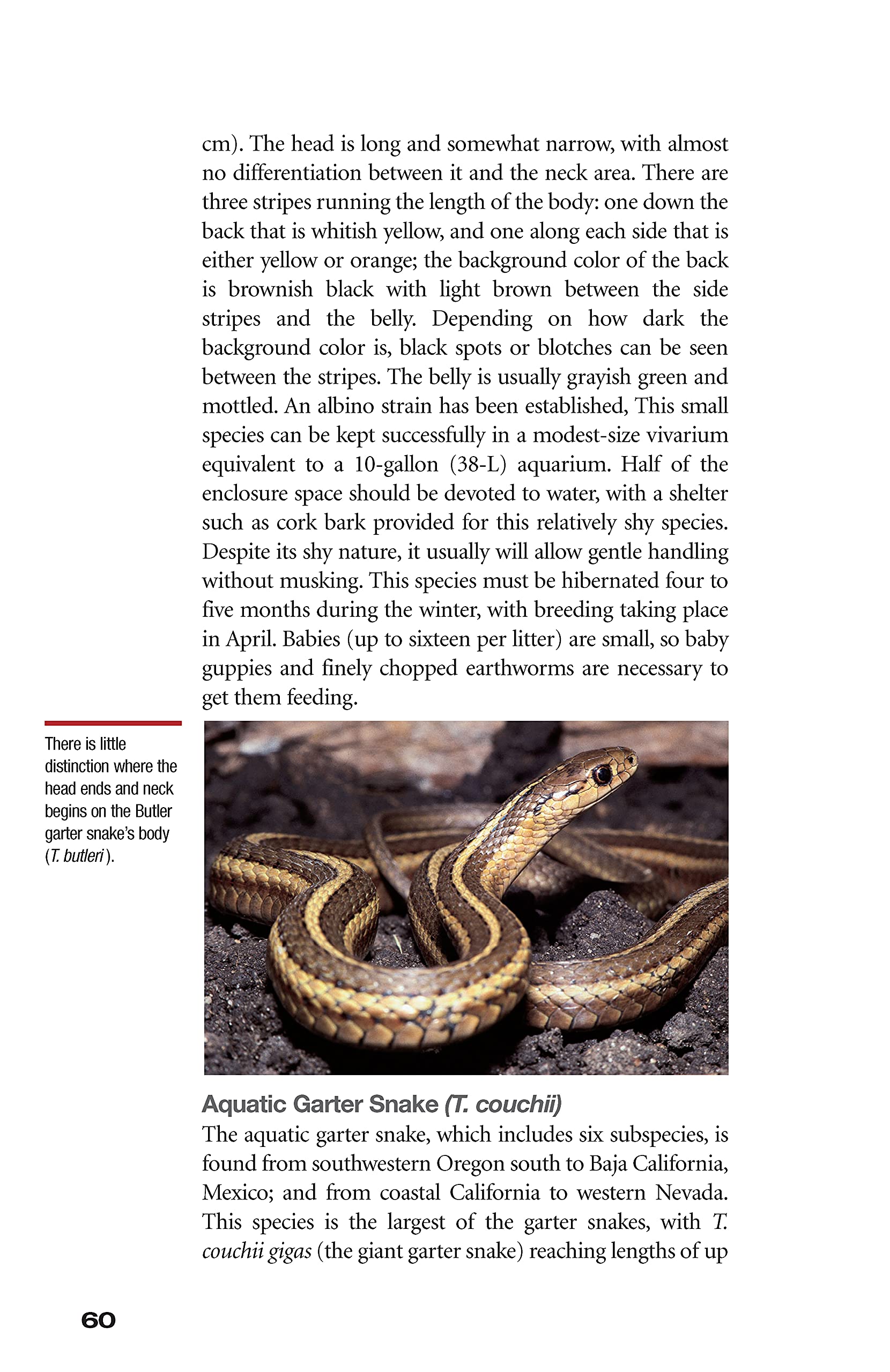 Garter Snakes As Garter Snake Book For Care, Behavior, Diet