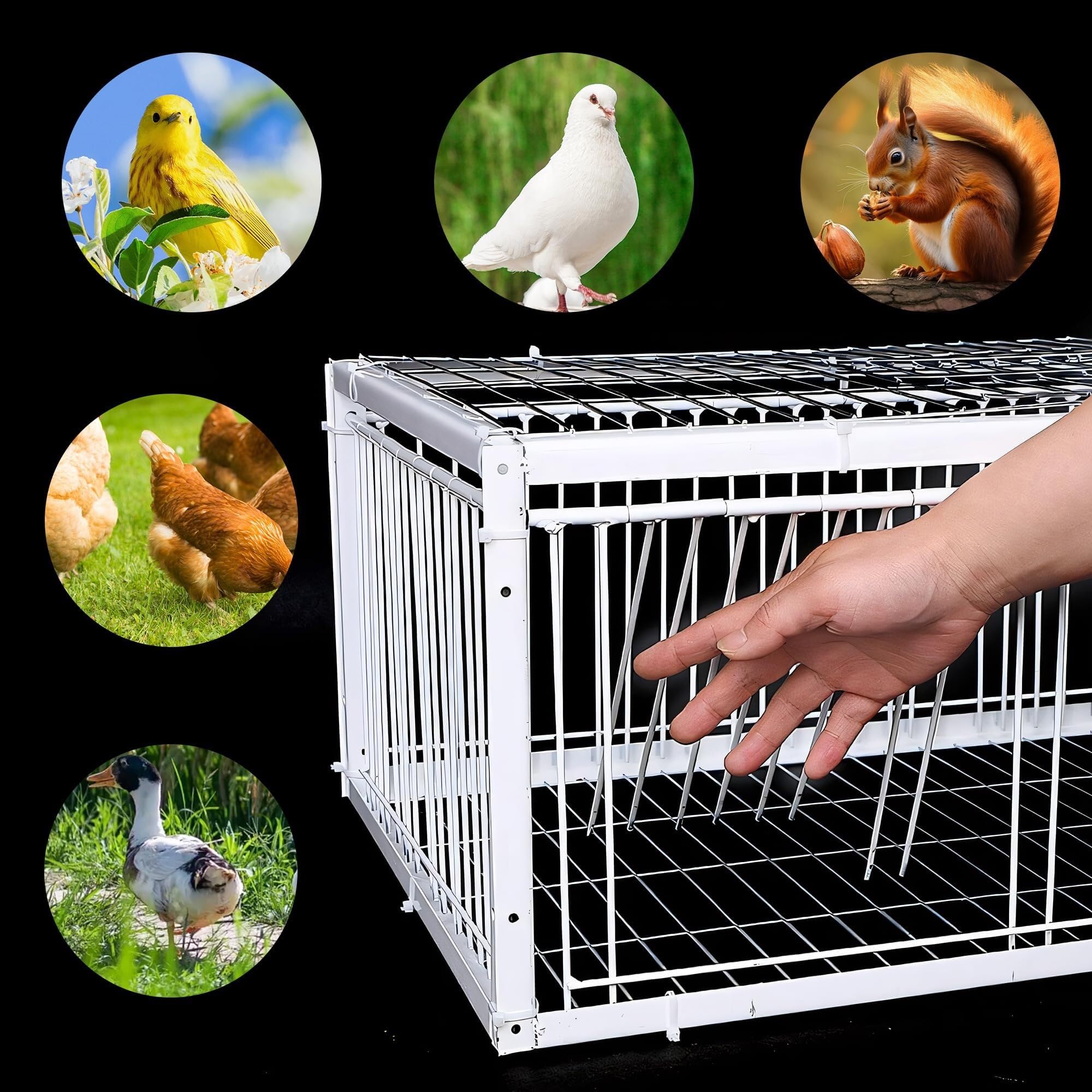 AutoTrap - Jaula para pájaros, solo entrada, sin salida, trampa para palomas con diseño a prueba de escapes, trampas para pájaros pequeños vivos, puerta de trampa para palomas, jaula de trampa para