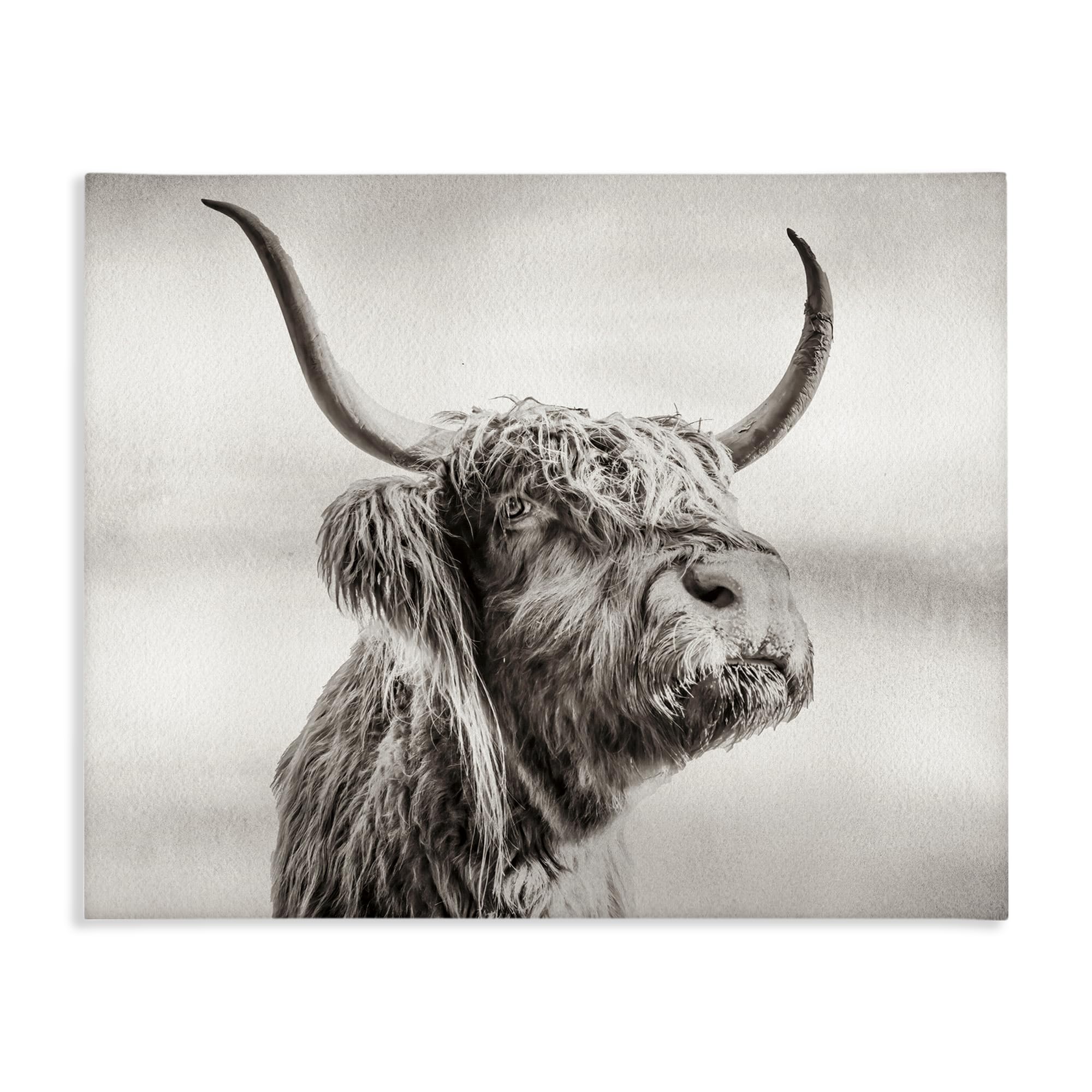 Stupell Industries 'Horned Highland Cow Gazing', Canvas Art, 20 x 16 Inches, Easy to Hang and Sturdy, Made in USA, by Julia Frost