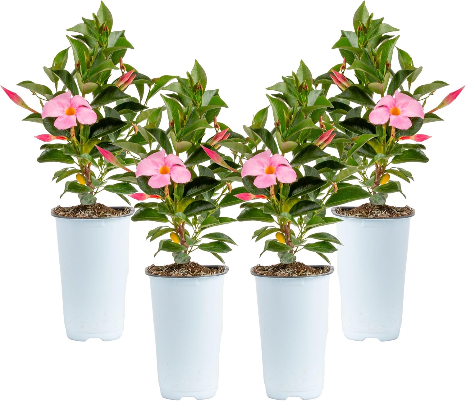 Costa Farms Mandevilla Live Plants | Pack of 4 | 1.5Pt. Houseplants, Flowering Blooms in Plant Pots | Outdoor Decor, Room Decor, Patio, Balcony | Pink Flowers