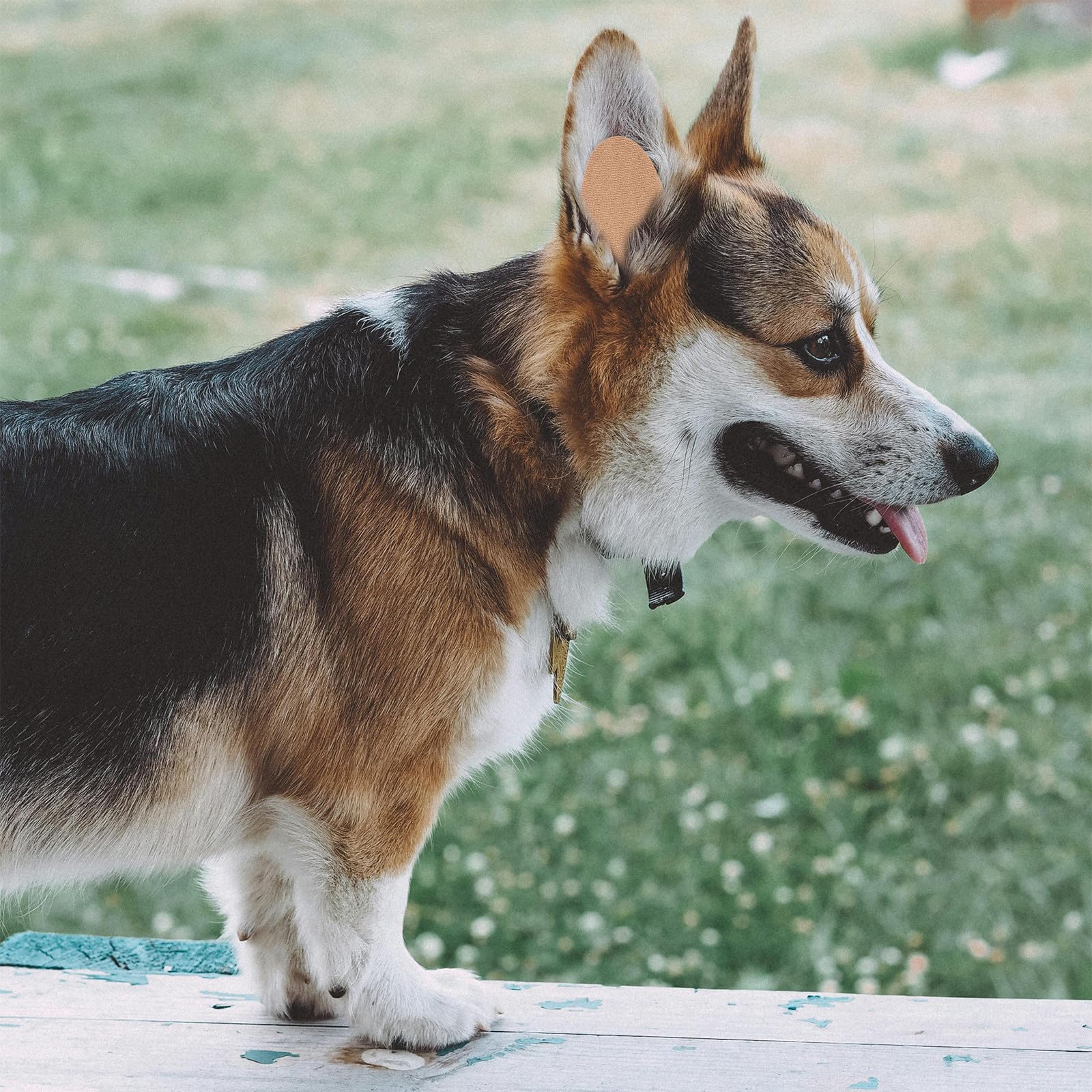 Pegatina de Oreja de Perro de Pie, Corrección sin Pegamento, 1 Par